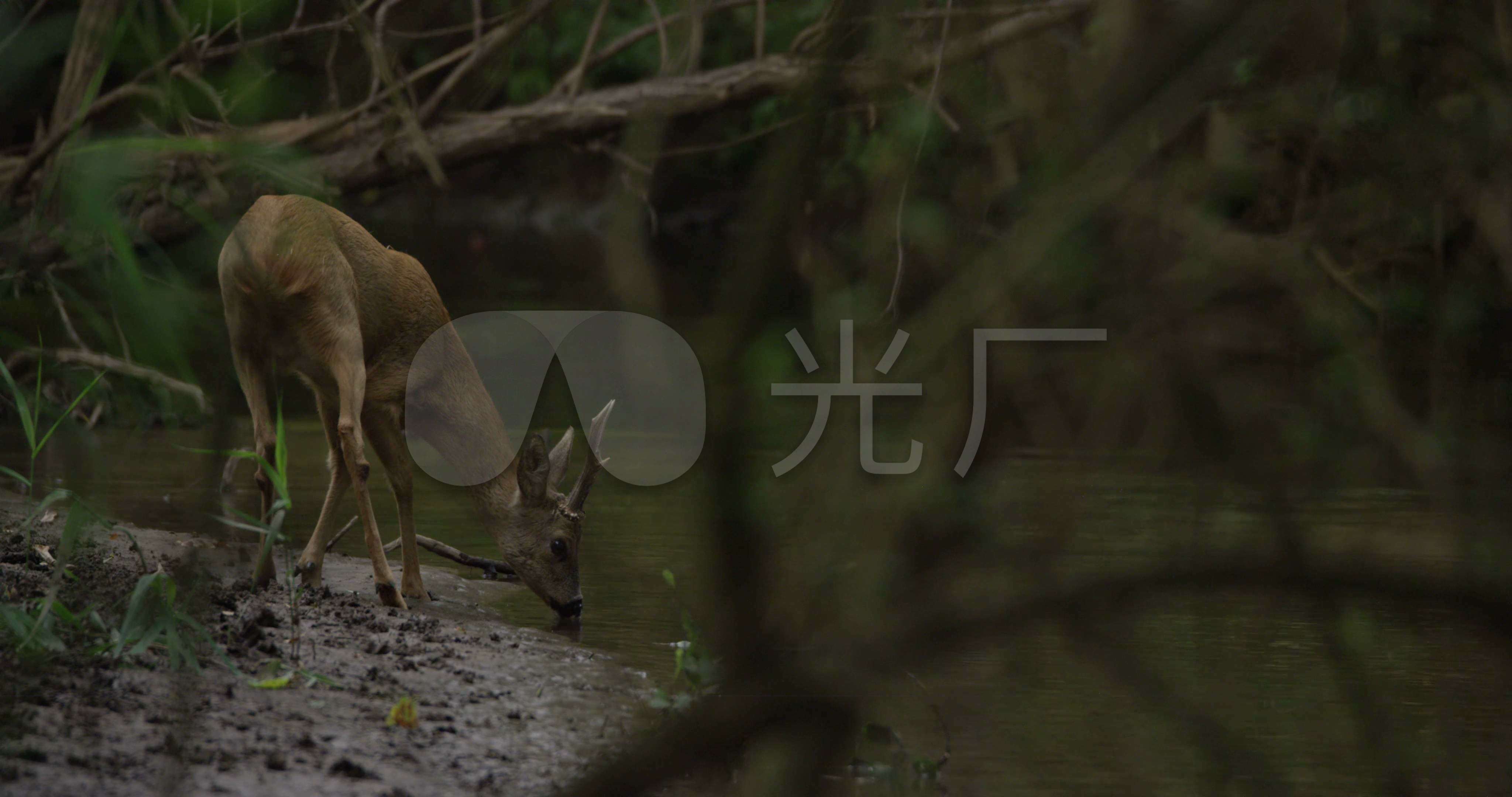 小鹿在河边喝水_4096x2160_高清视频素材下载(编号:)