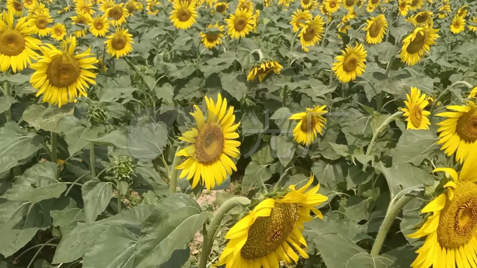 视频素材 实拍视频 景观人文 向日葵 来自视频原始文件或预览原始文件