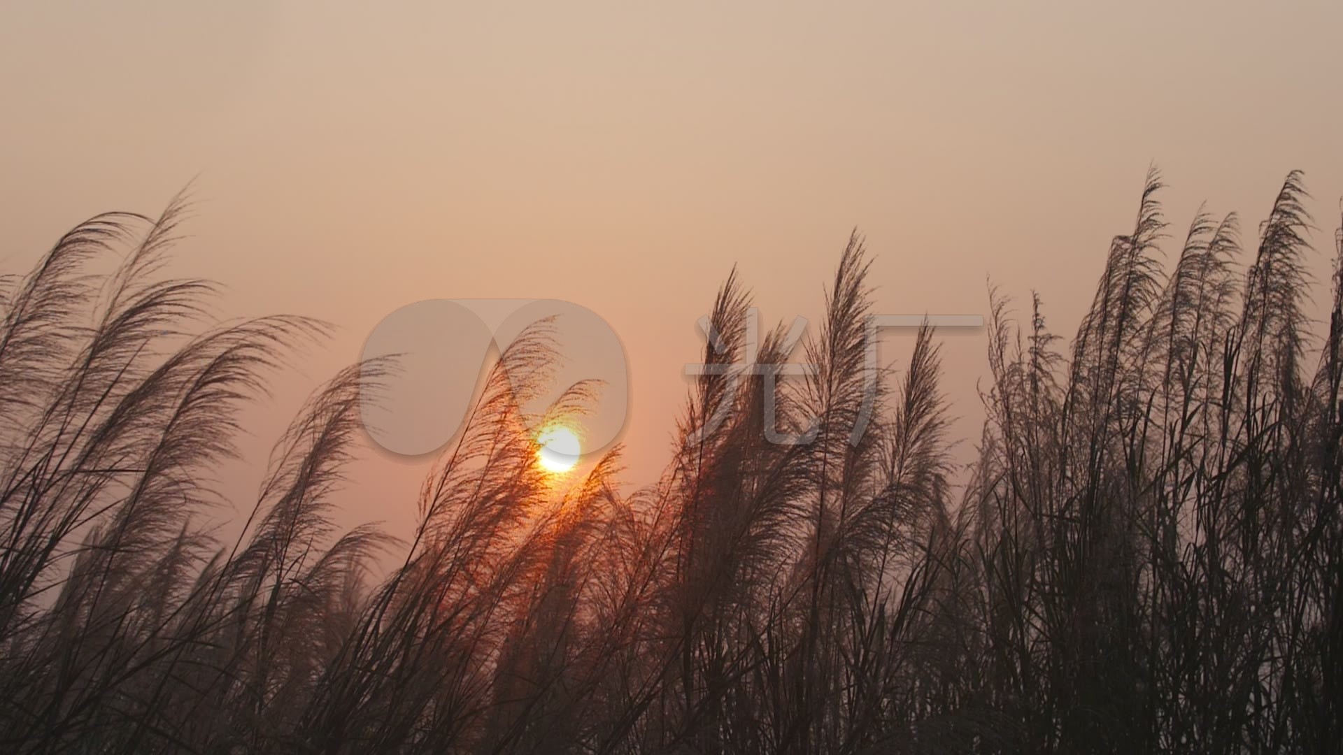 唯美黄昏夕阳下的芦苇