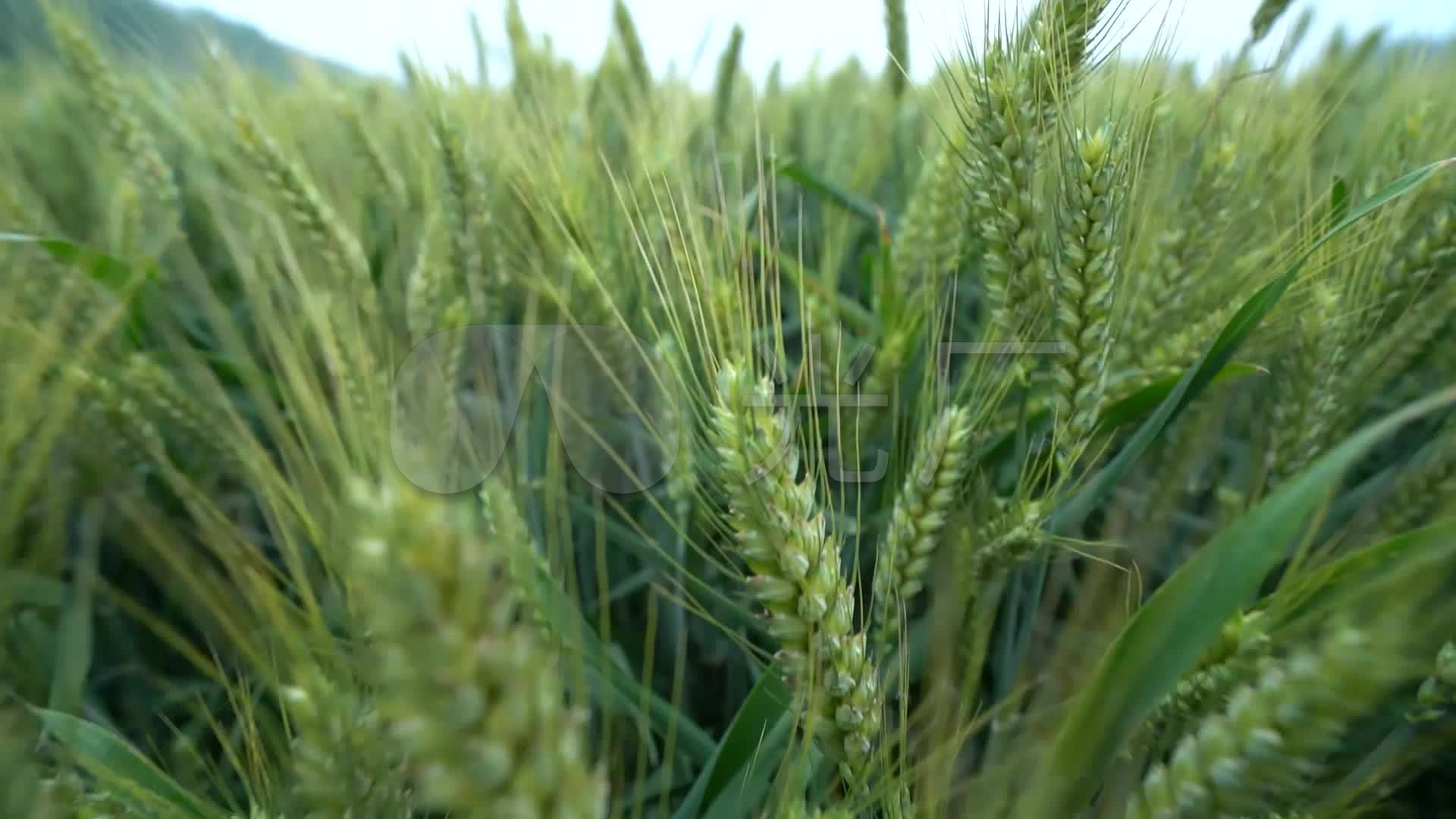 小麦 小麦灌浆 小麦返青 小麦抽穗