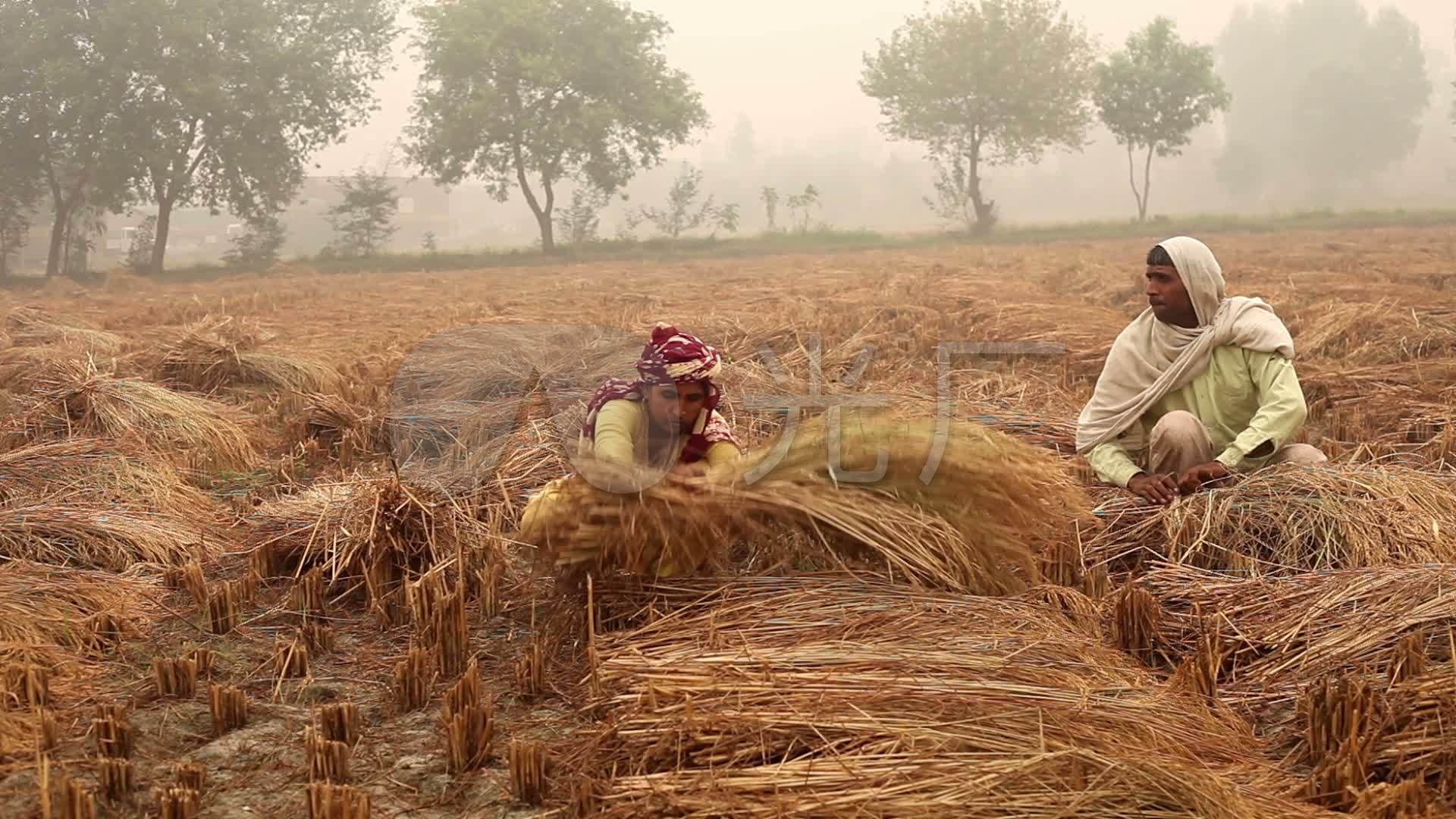 在田里干活的农民