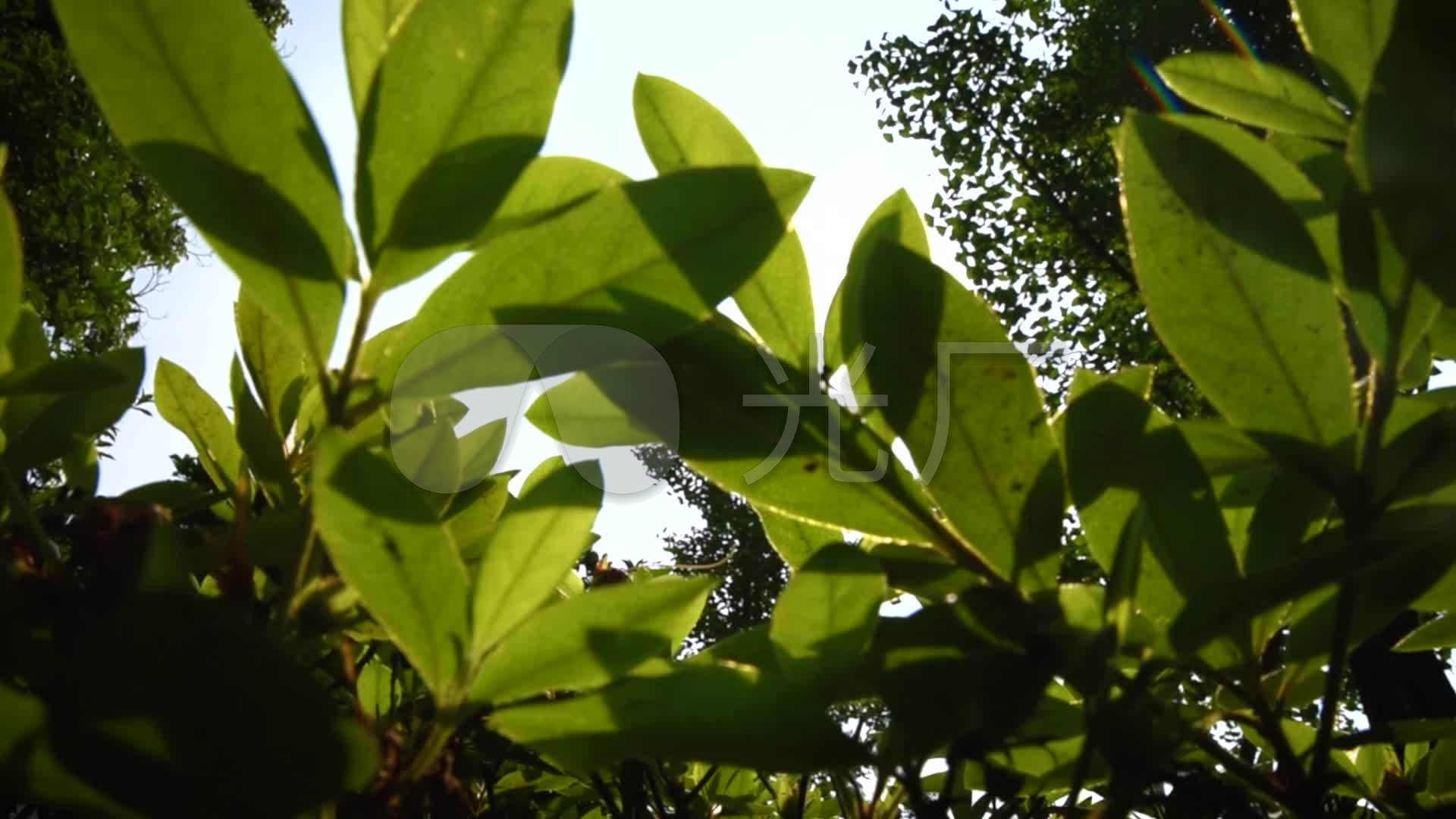 唯美小清新阳光植物树叶银杏叶夏天空镜头