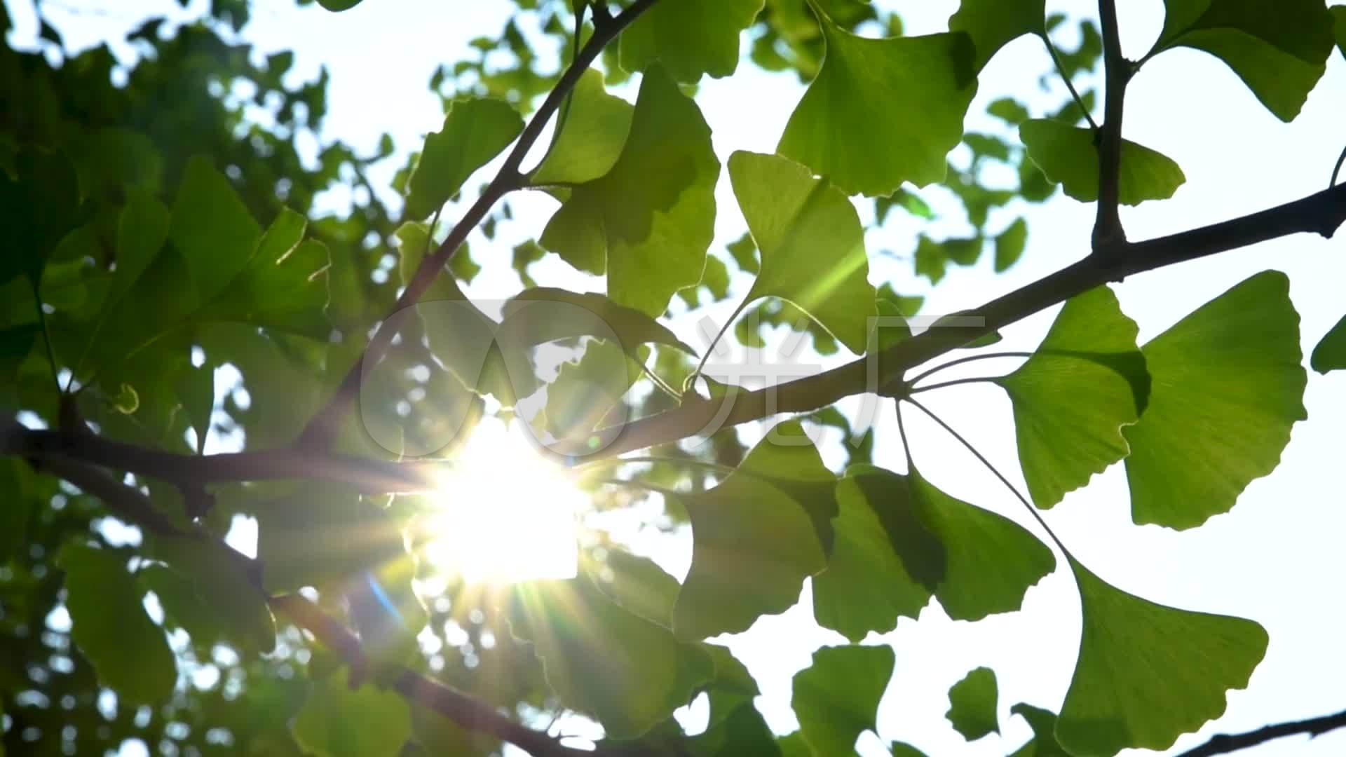 唯美小清新阳光植物树叶银杏叶夏天空镜头