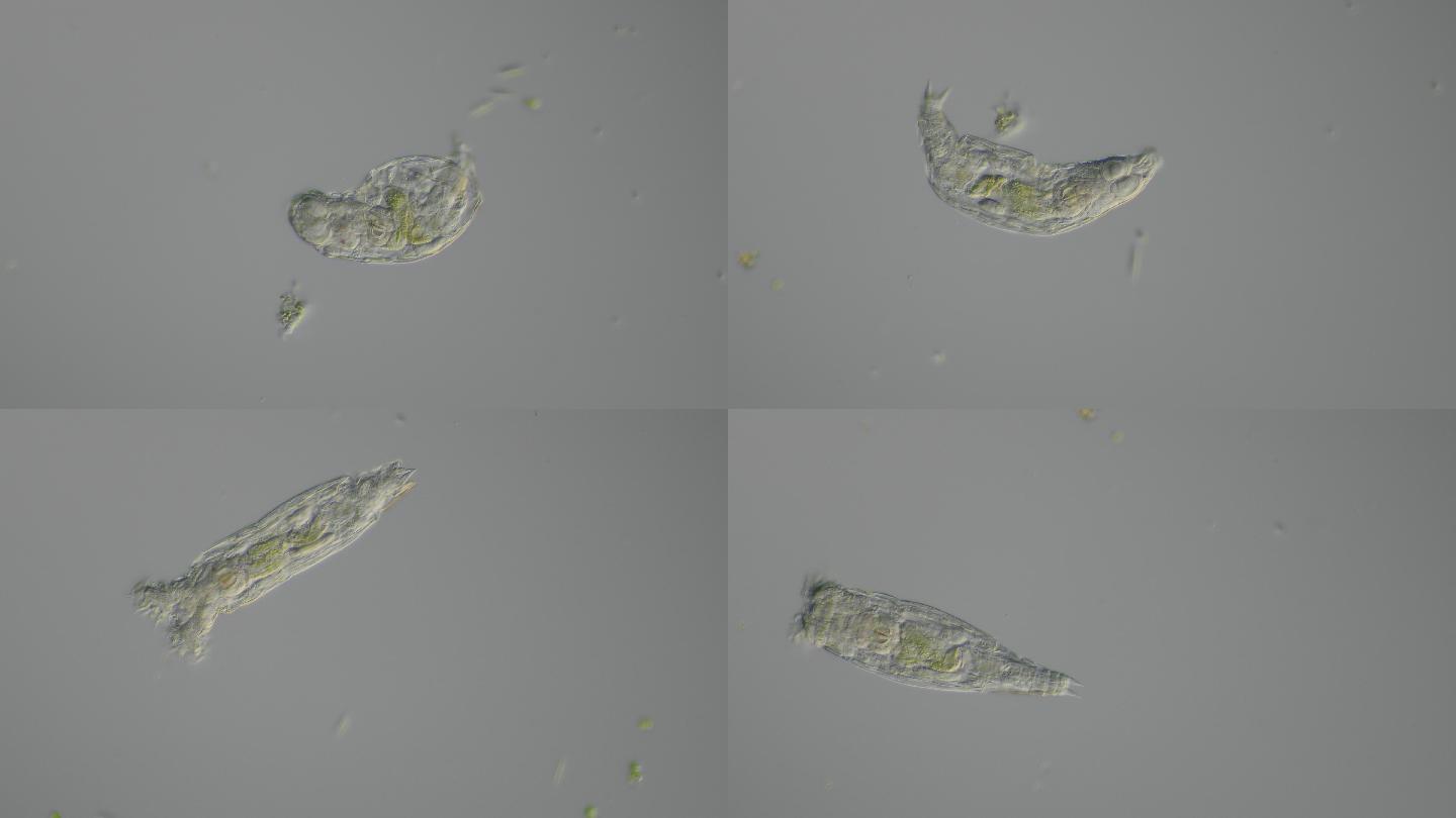红眼旋轮虫200倍dic