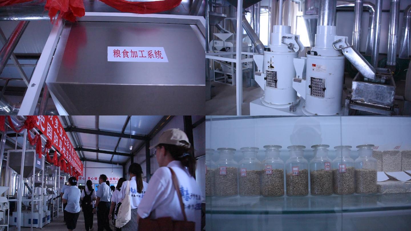参观粮食加工厂 燕麦生产
