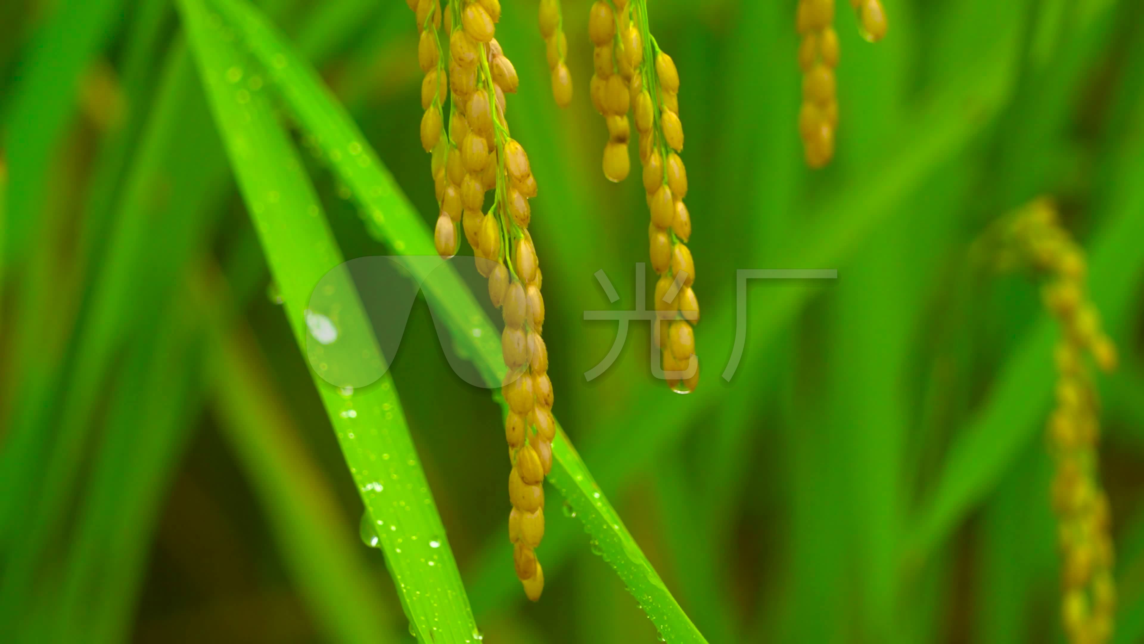 唯美雨中水稻稻花稻穗特写_3840x2160_高清视频素材