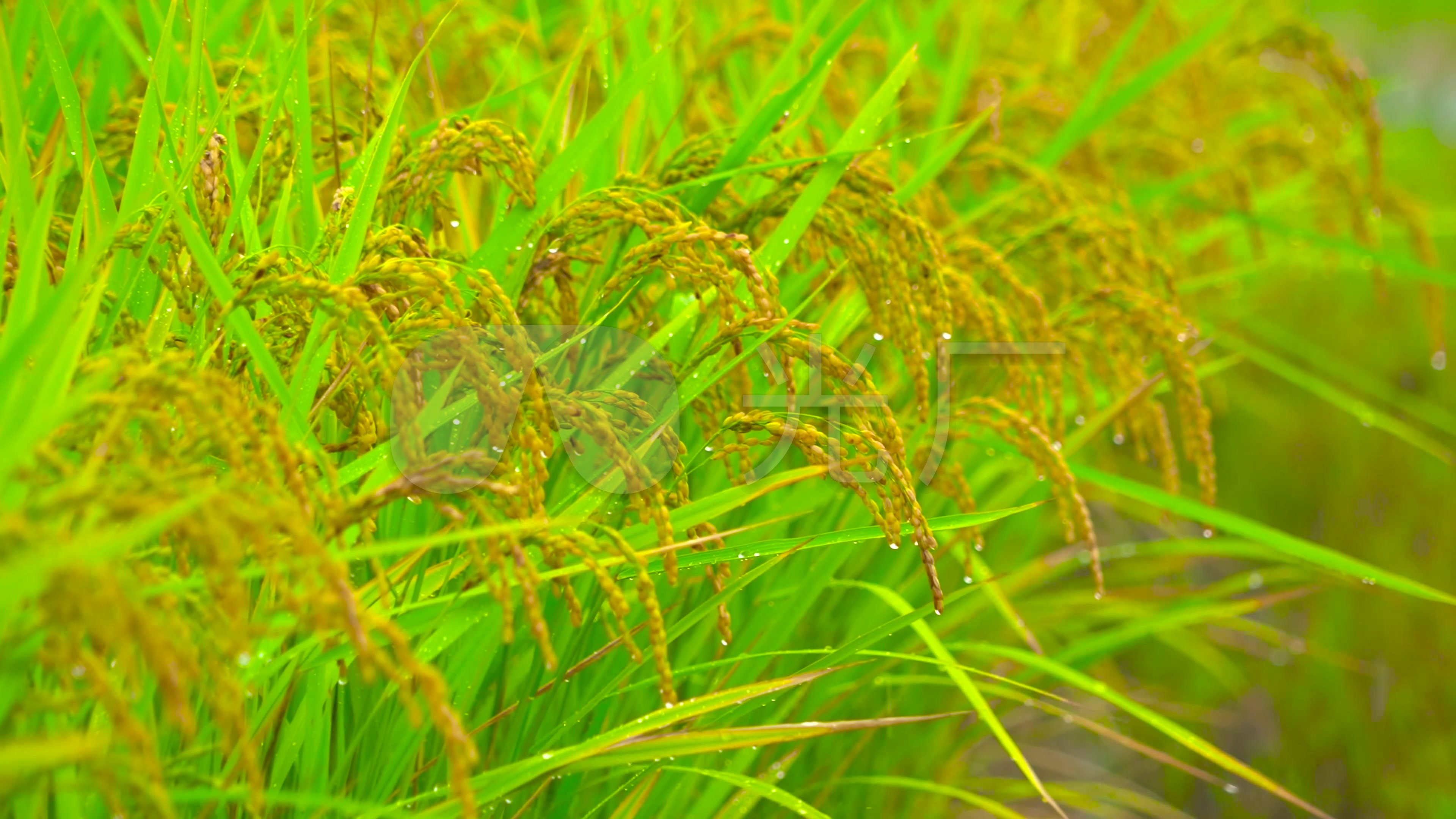 唯美雨中水稻稻花稻穗特写_3840x2160_高清视频素材