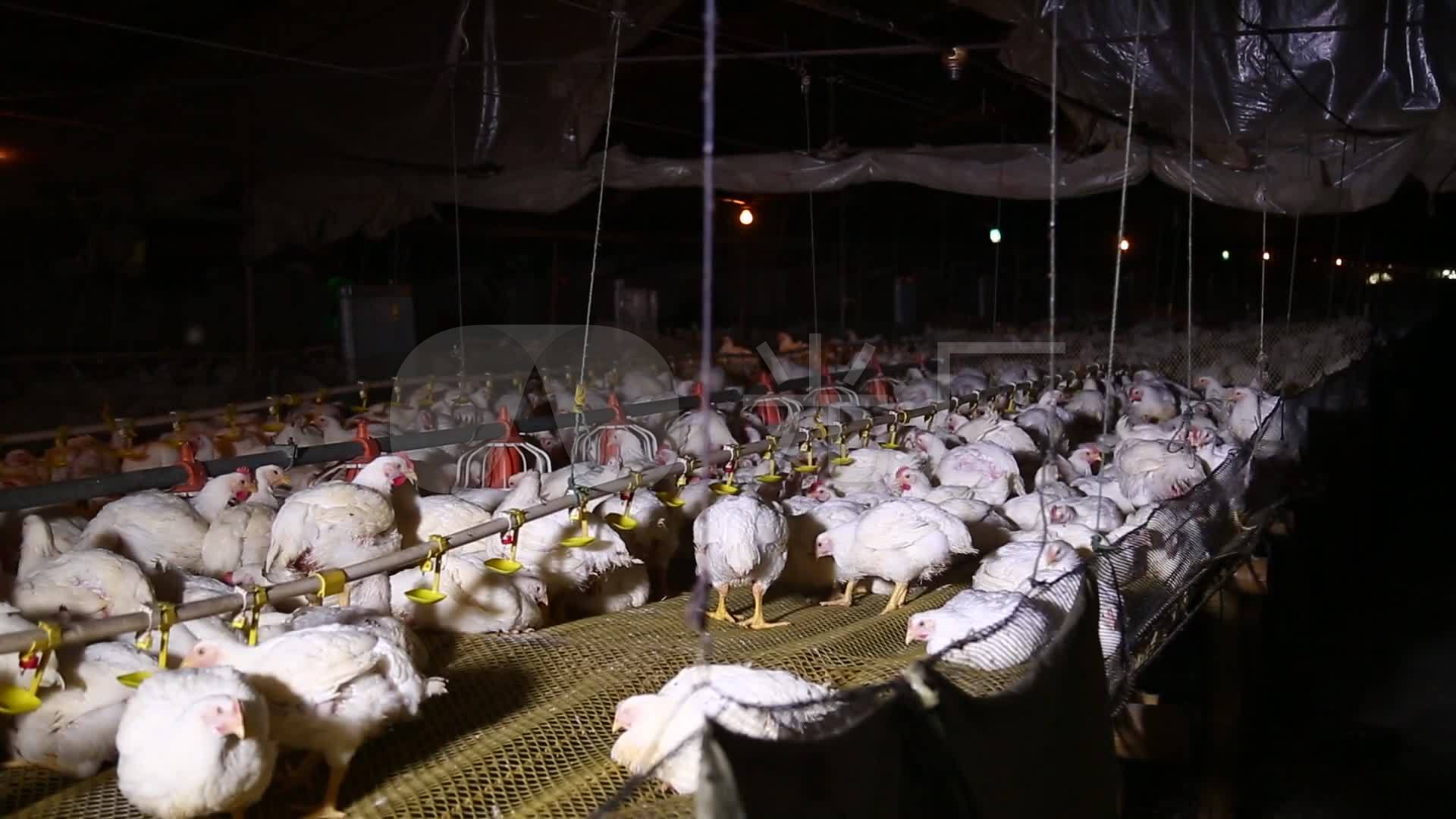 养鸡场饲养白羽鸡环境 (20)