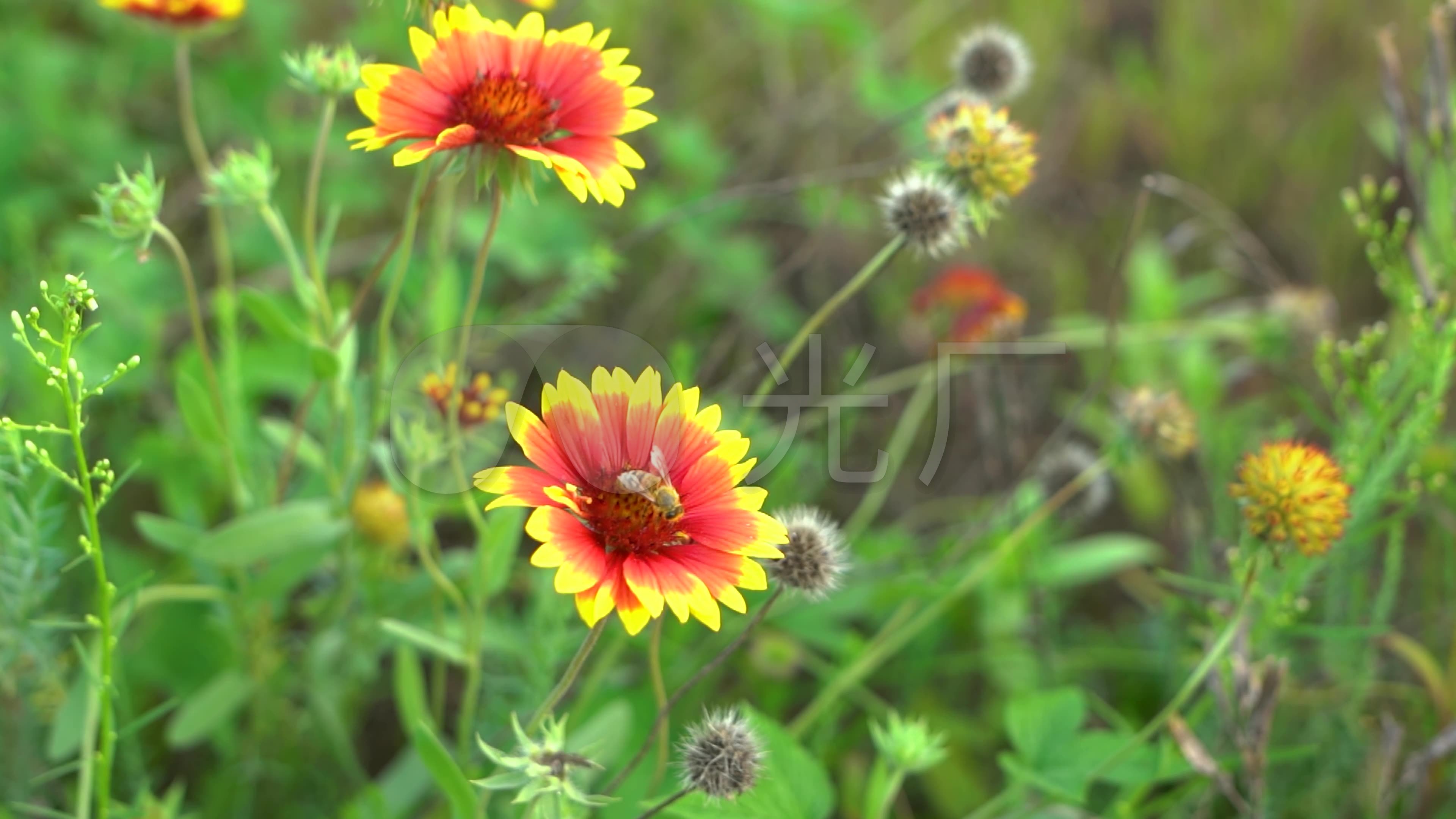 蜜蜂花绽放花开唯美04_3840x2160_高清视频素材下载