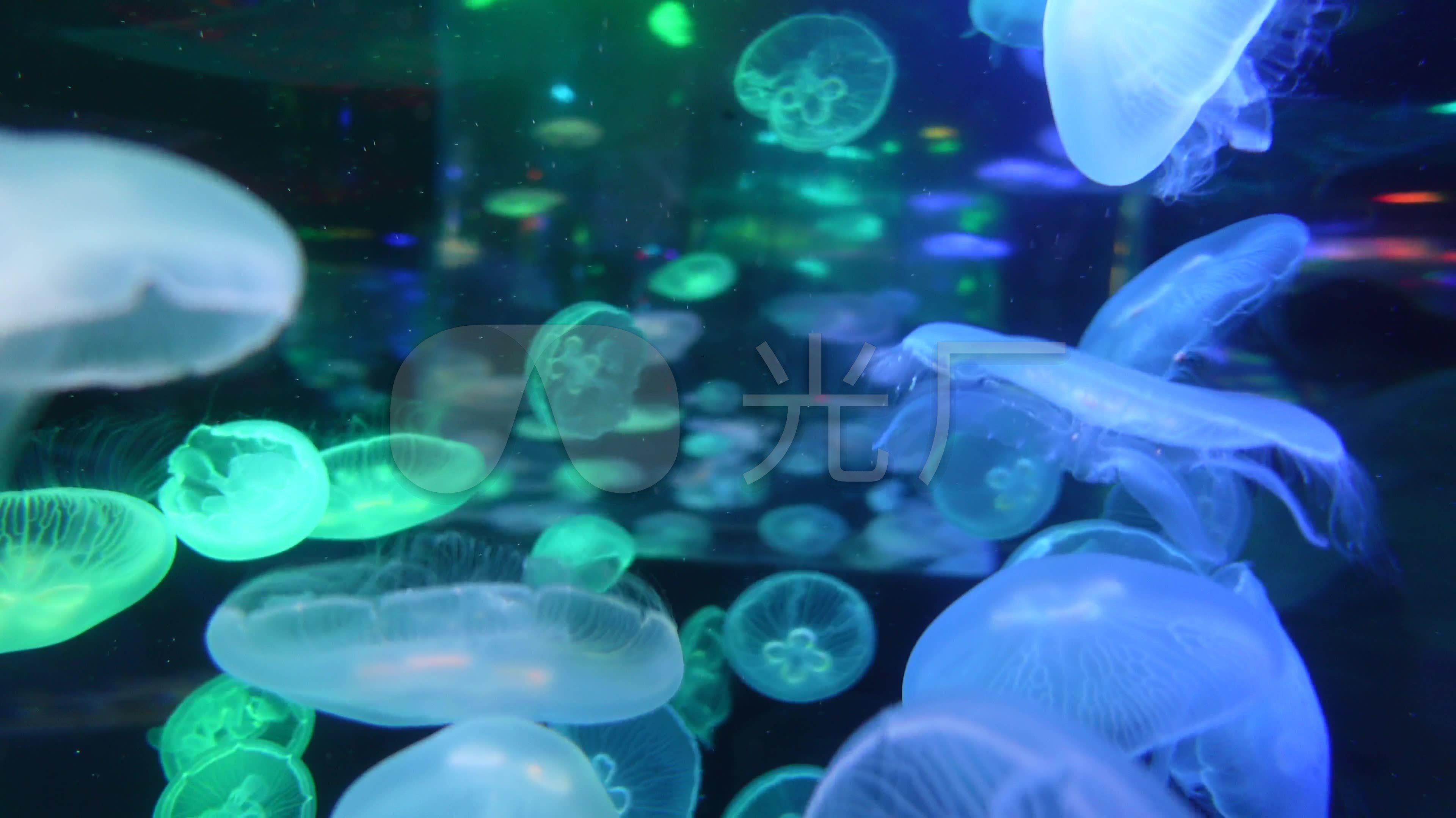 水族馆观赏水母七色转场4k_3840x2160_高清视频素材
