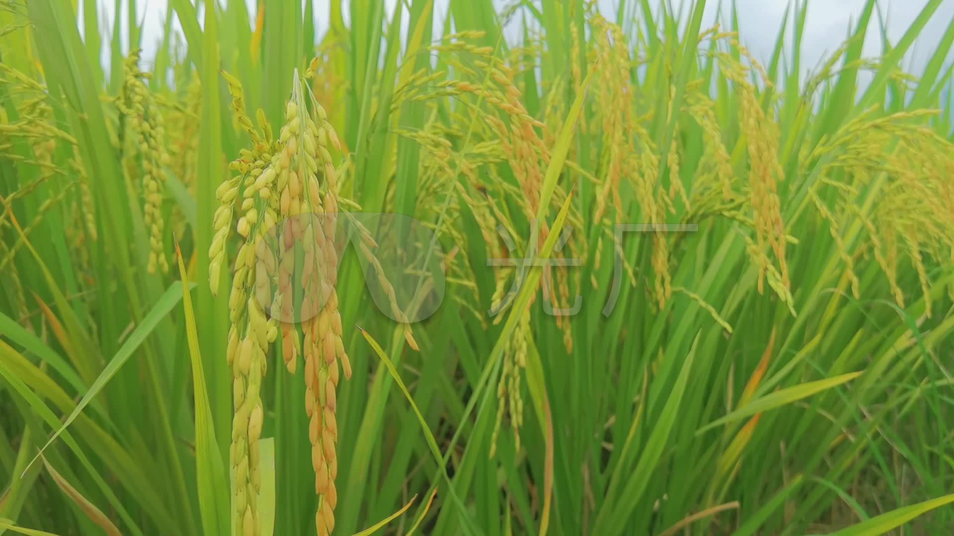 秋天的水稻田