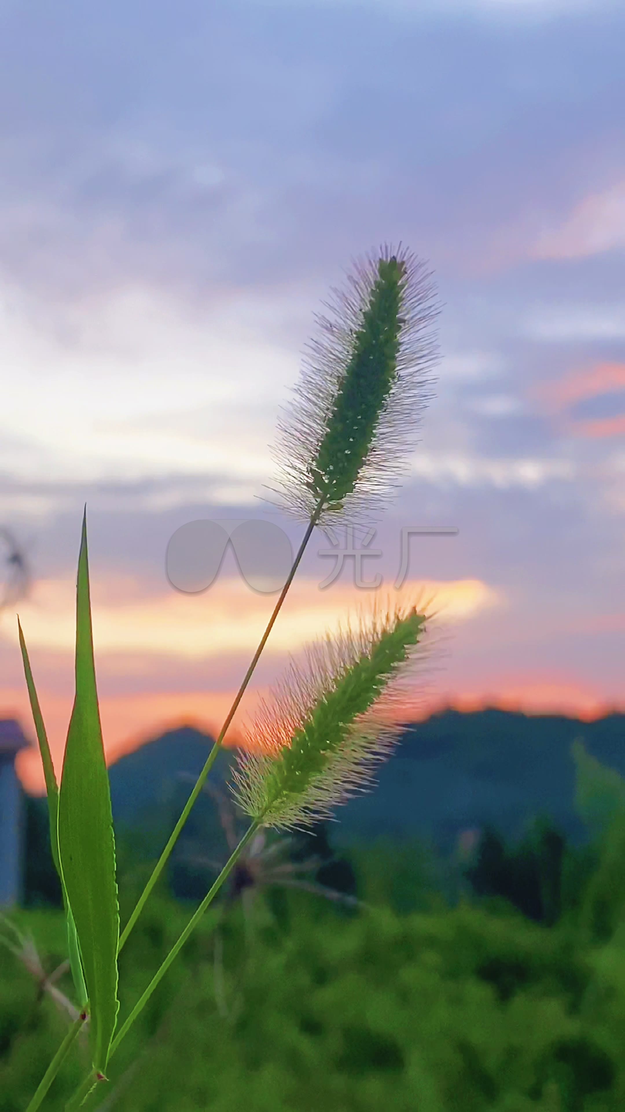 夕阳下的狗尾巴草