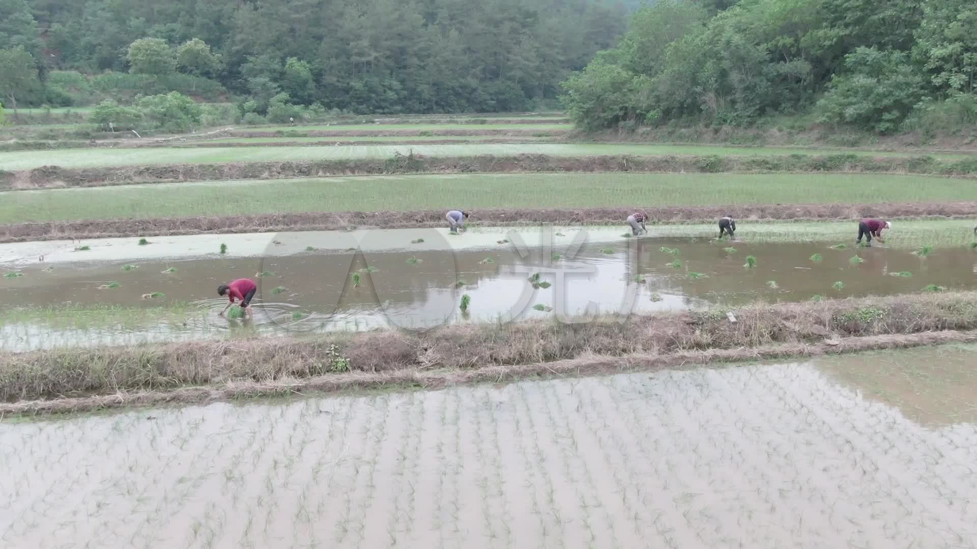 实拍稻田人工插秧航农民种稻子航拍视频素材