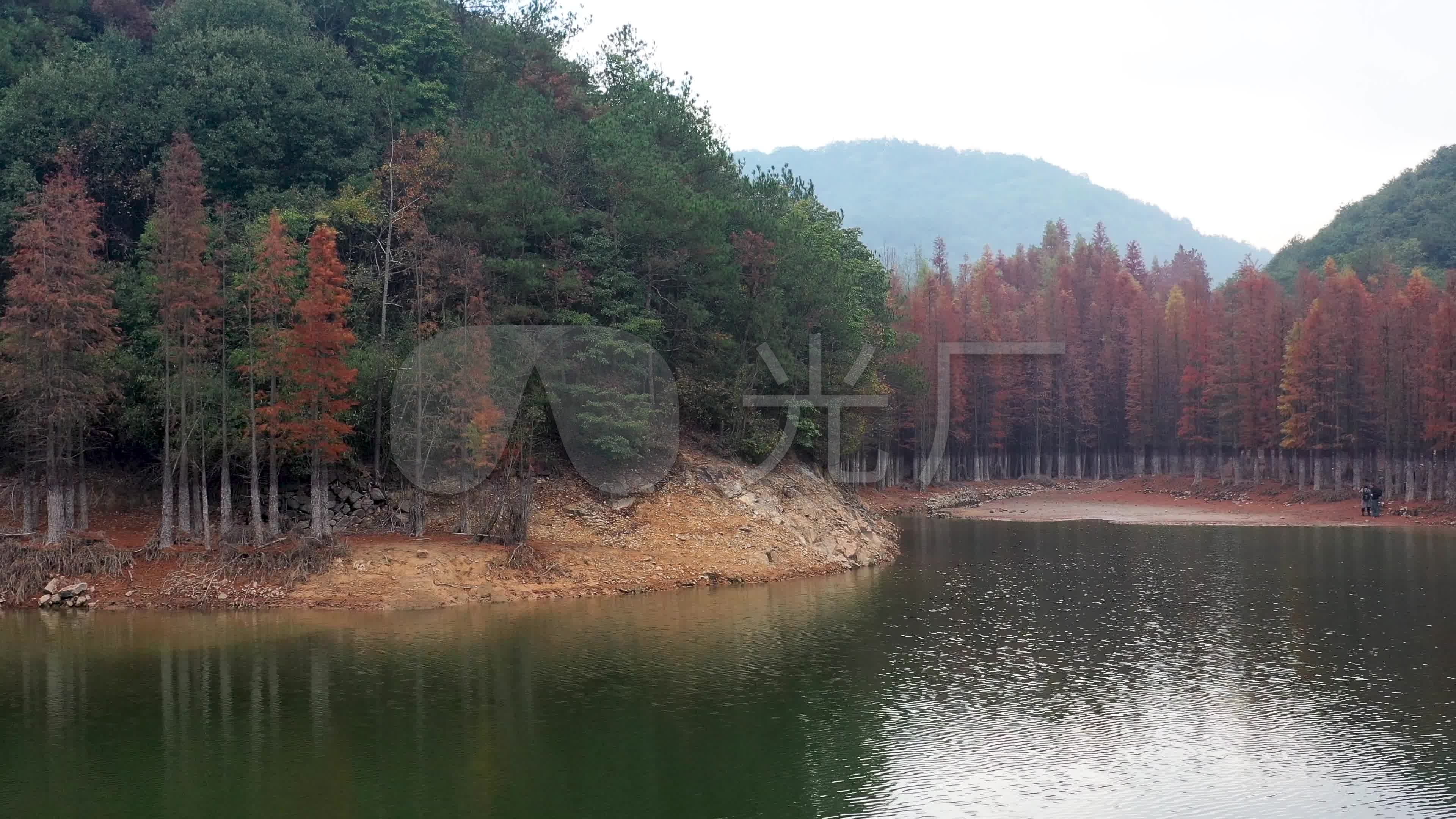 义乌赤岸雅治街村朝阳水库红杉林风光航拍_3840x2160_高清视频素材