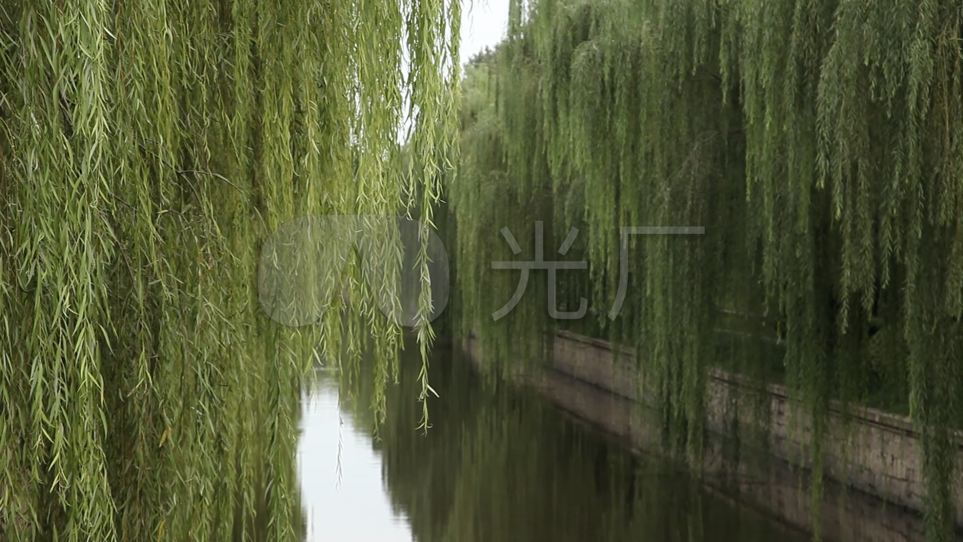 公园两岸柳树垂下柳条十分密实_1920x1080_高清视频素材下载(编号