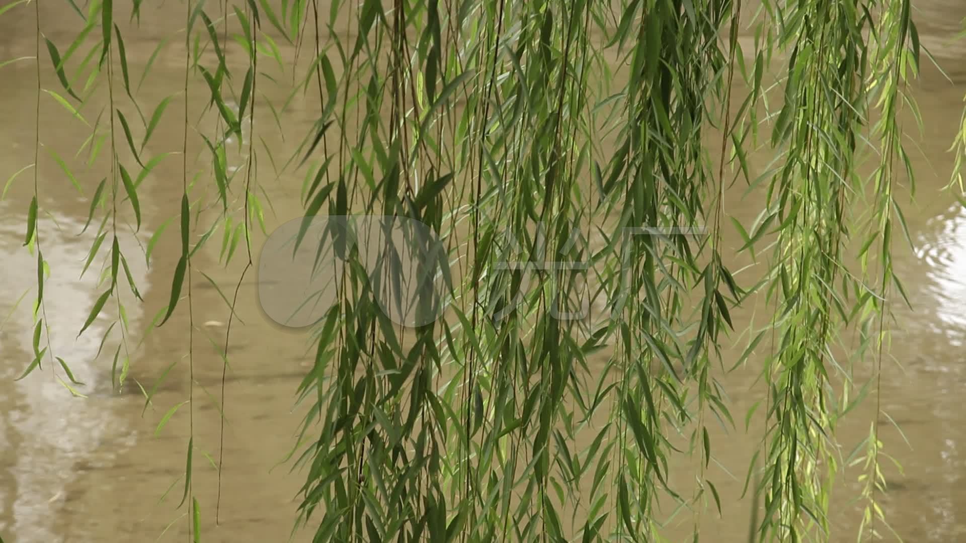 垂柳垂到河面在风中微微摆动_1920x1080_高清视频素材下载(编号