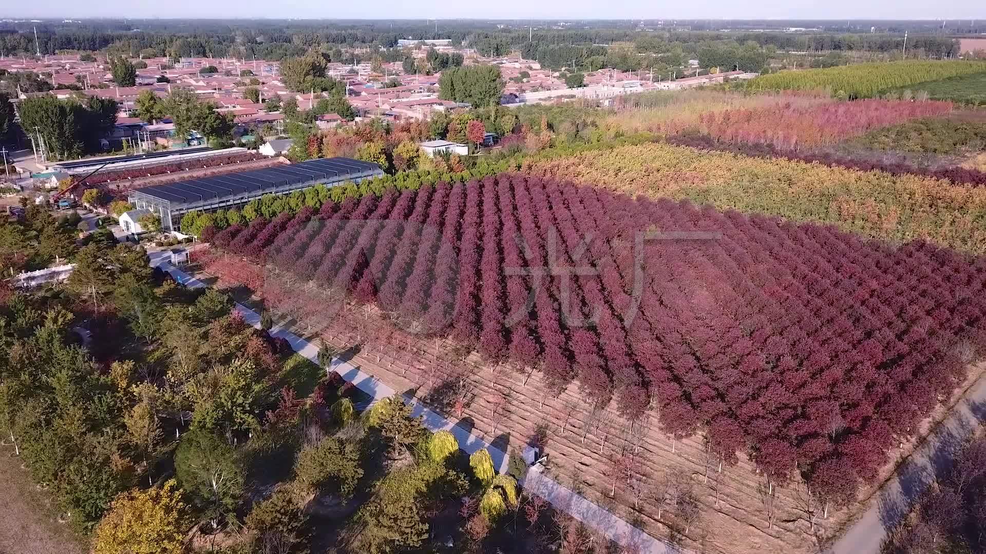 红叶季航拍北京市通州区京彩苗圃彩叶植物_1920x1080_高清视频素材