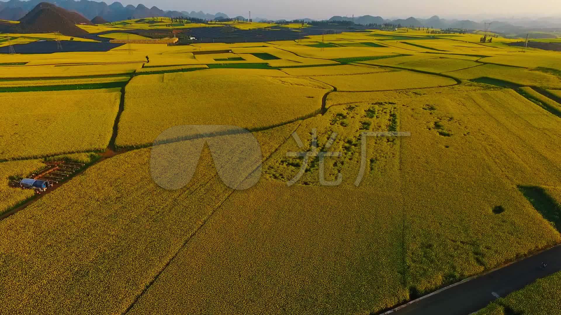 油菜花田地