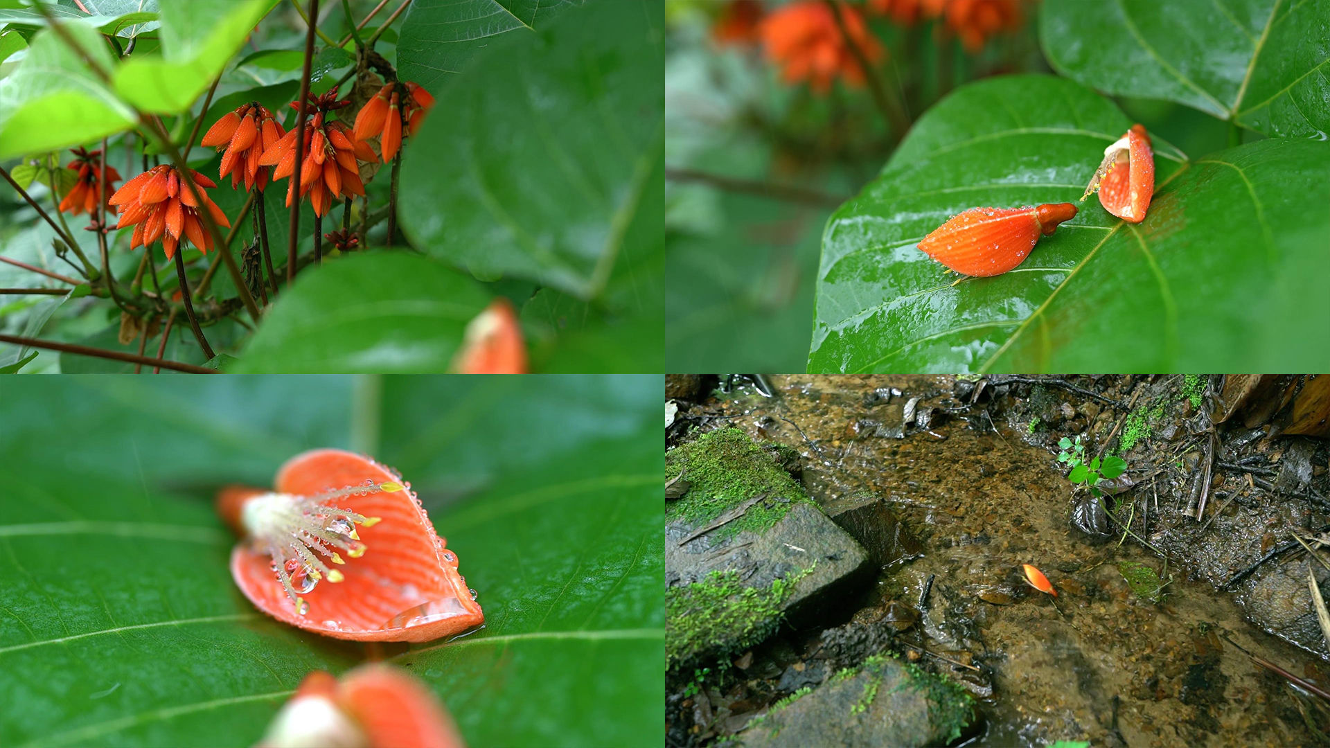 鹦哥花特写花瓣露珠