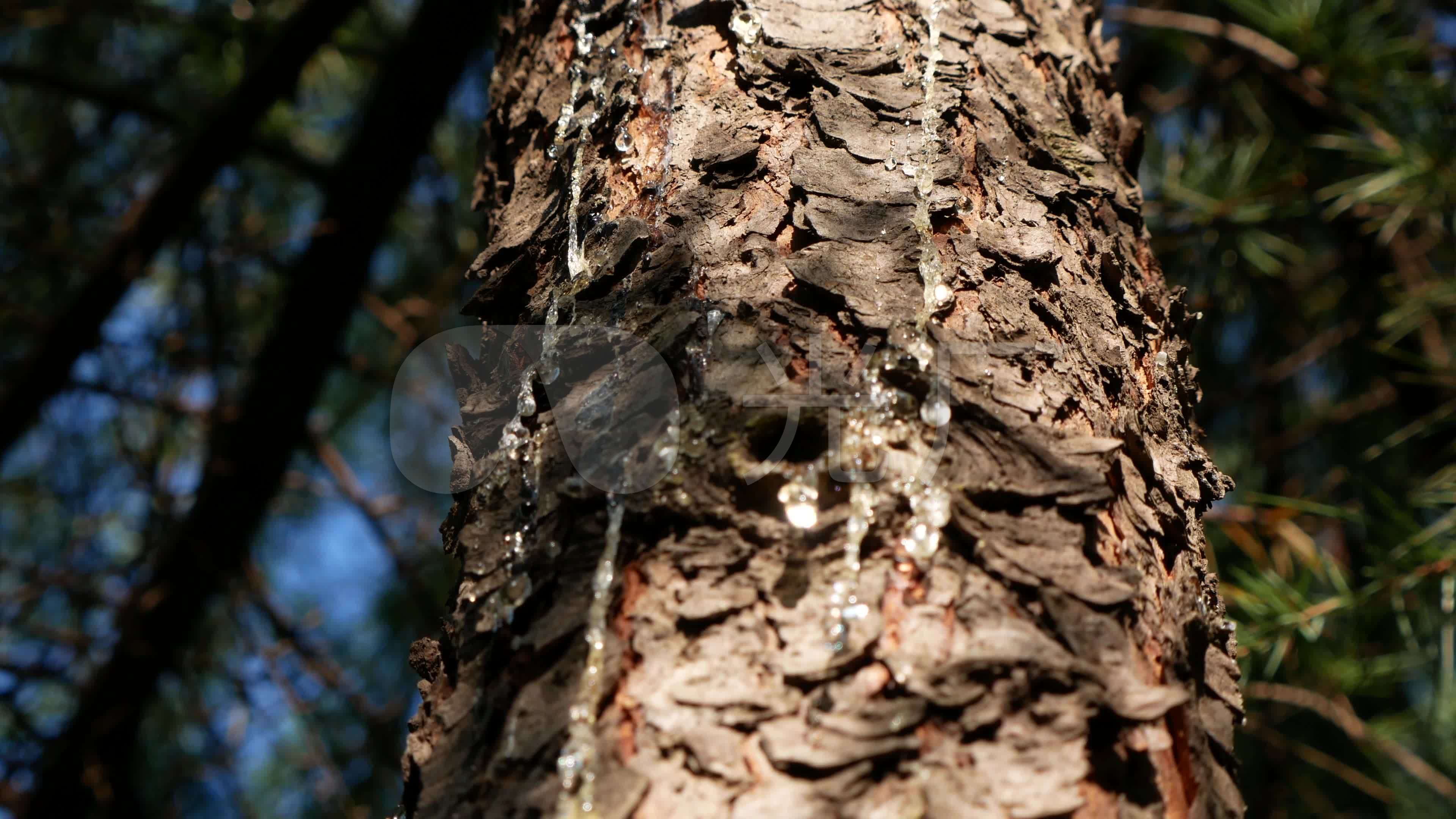 树脂松脂_松树_树干树皮_3840x2160_高清视频素材下载(编号:6518722)