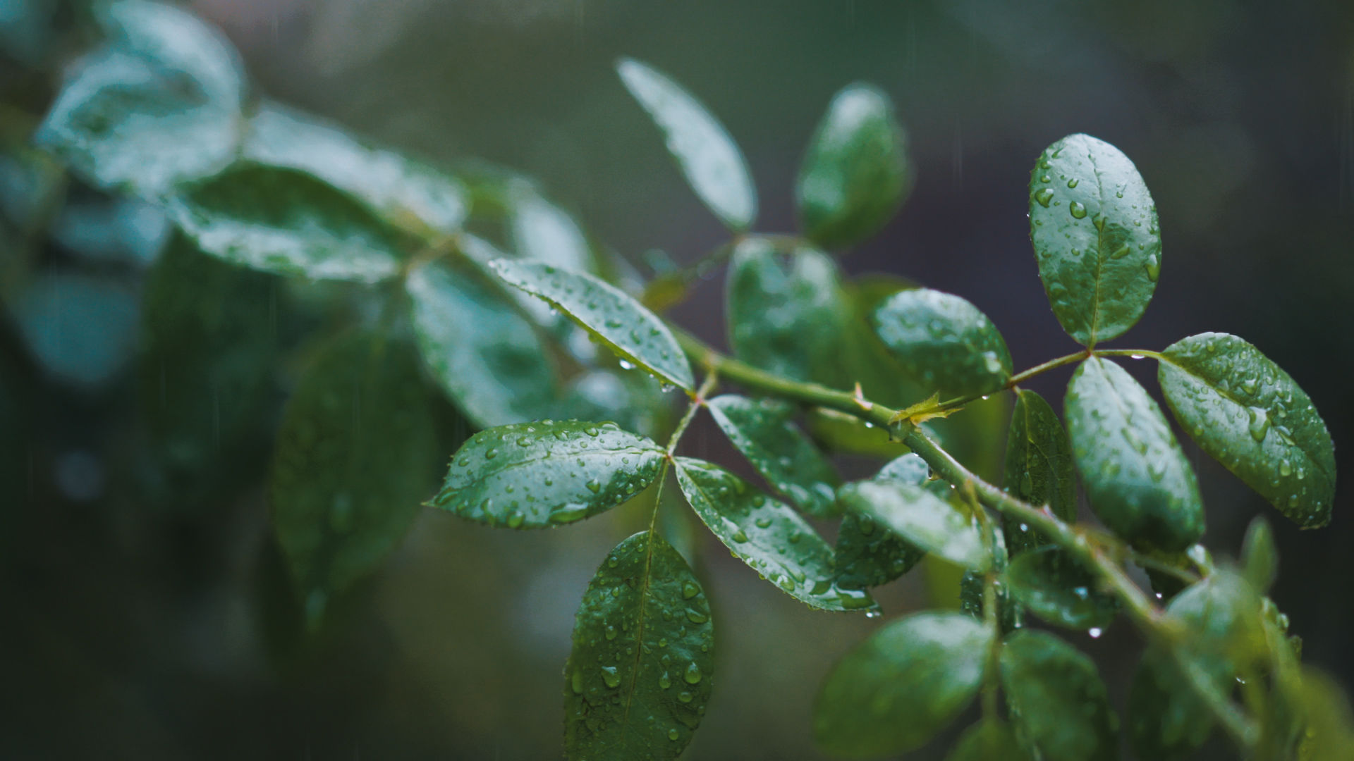 下雨 阴天 雨天 雨滴 水滴 雨