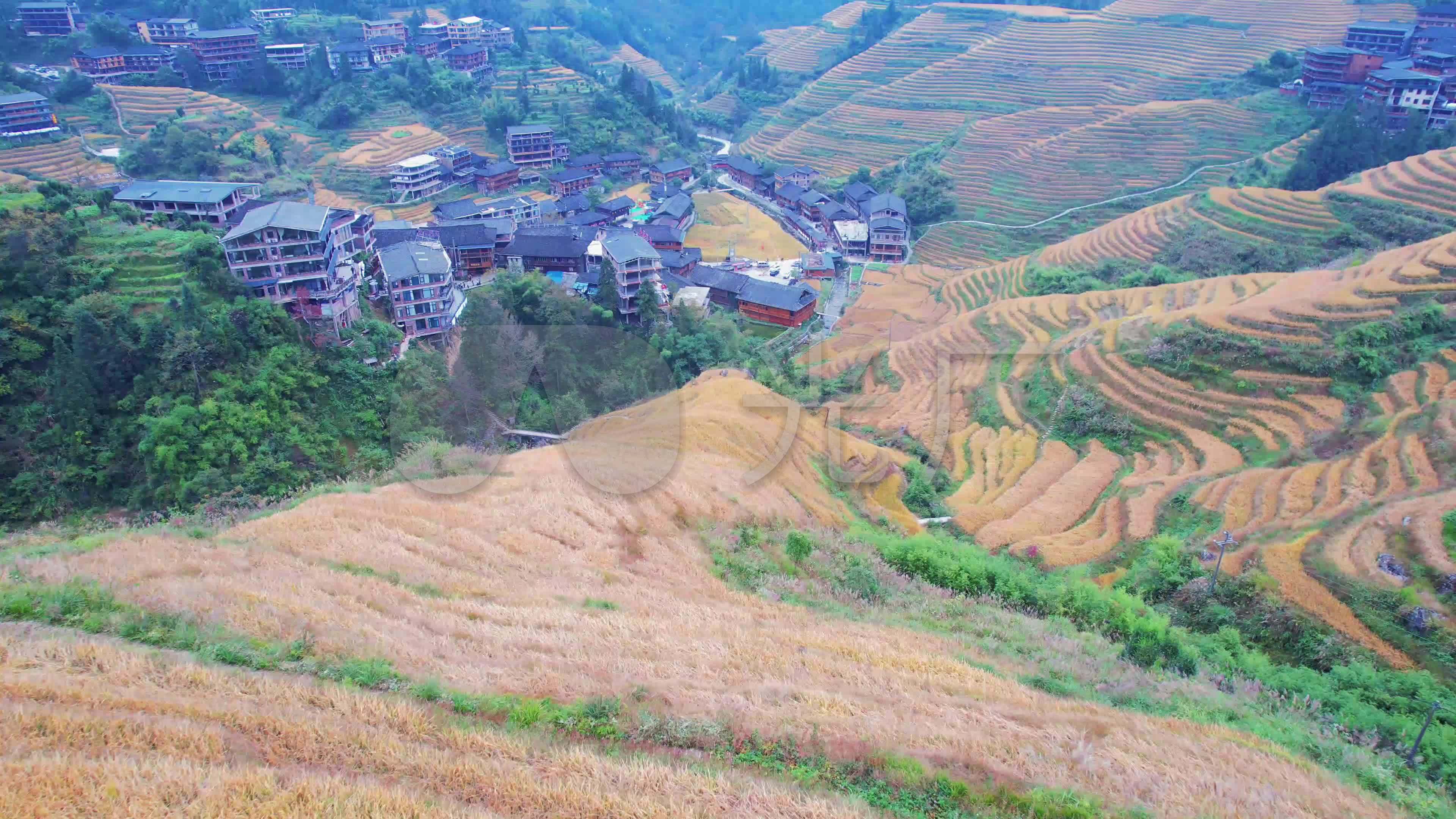 龙胜龙脊风景区金坑风景梯田风光航拍