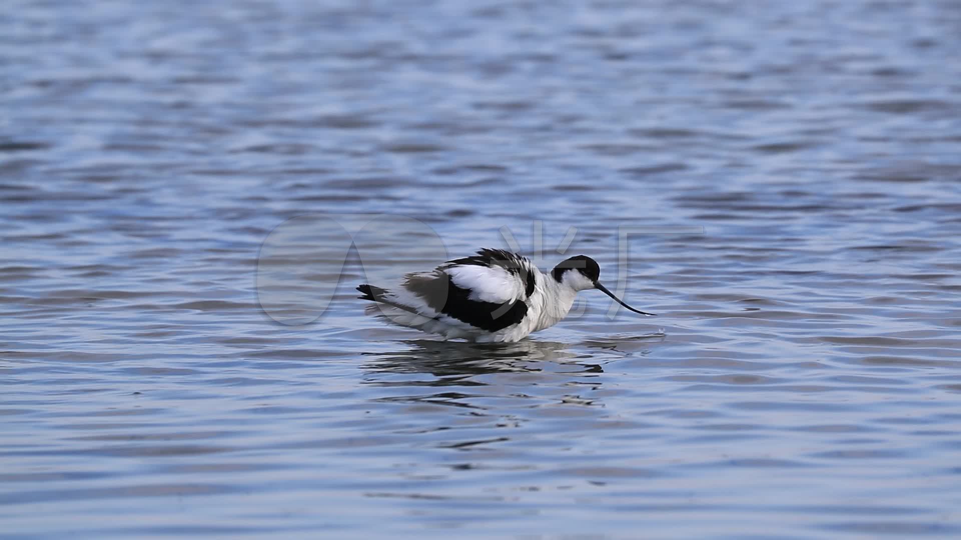 湿地精灵之反嘴鹬:优雅的黑白色水鸟_1920x1080_高清视频素材下载