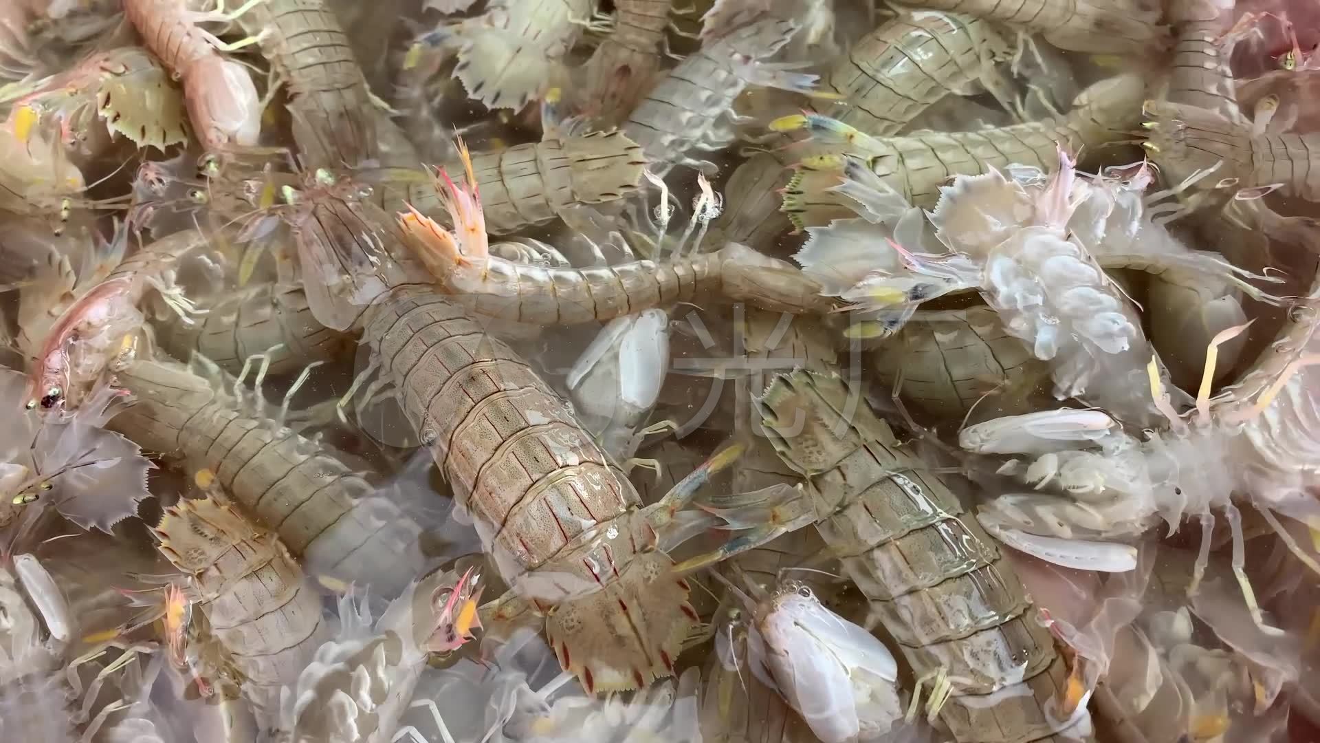 皮皮虾_海鲜_海虾_养殖海鲜_海鲜店_1920x1080_高清视频素材下载(编号