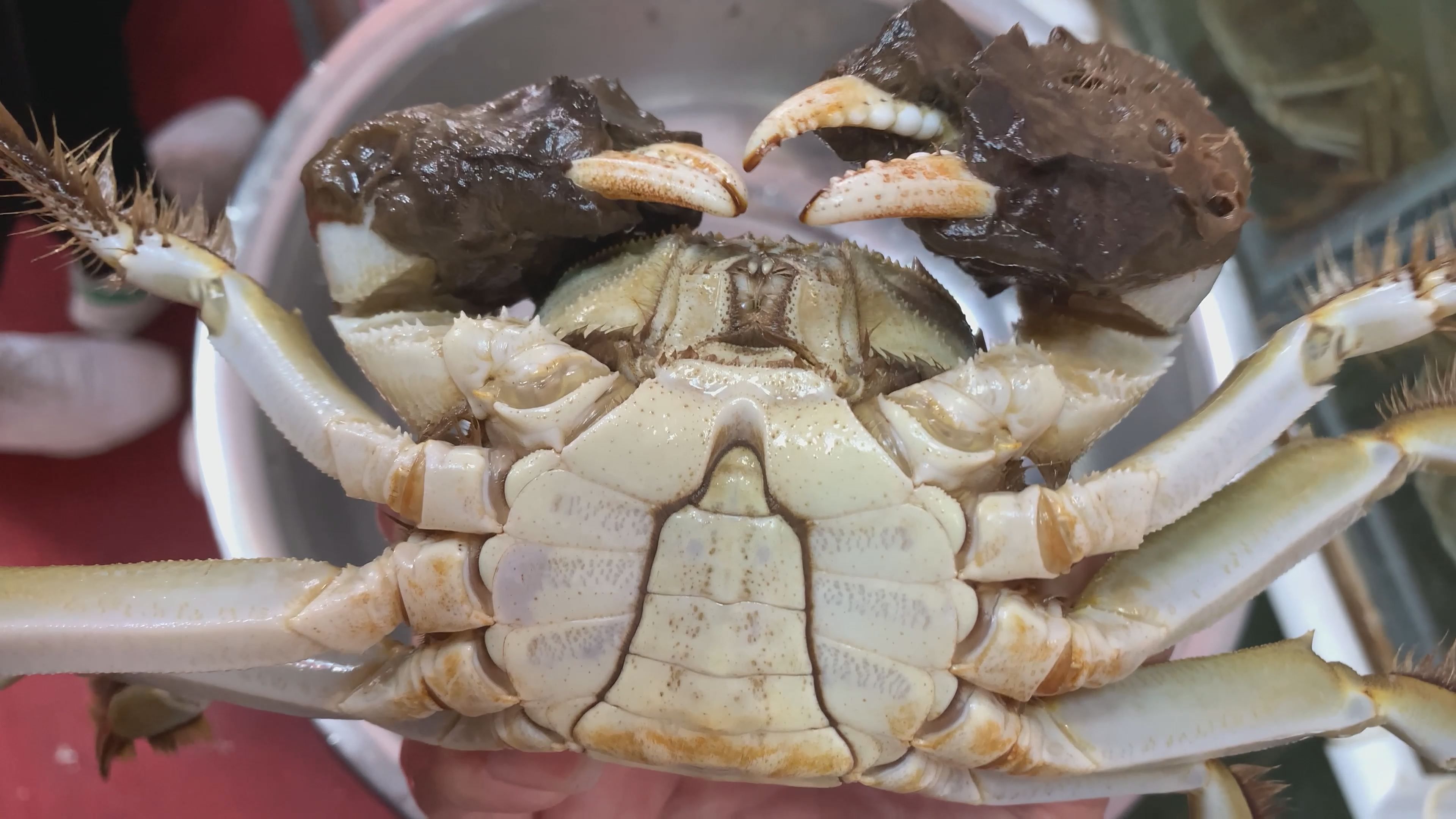 阳澄湖大闸蟹螃蟹田蟹水产