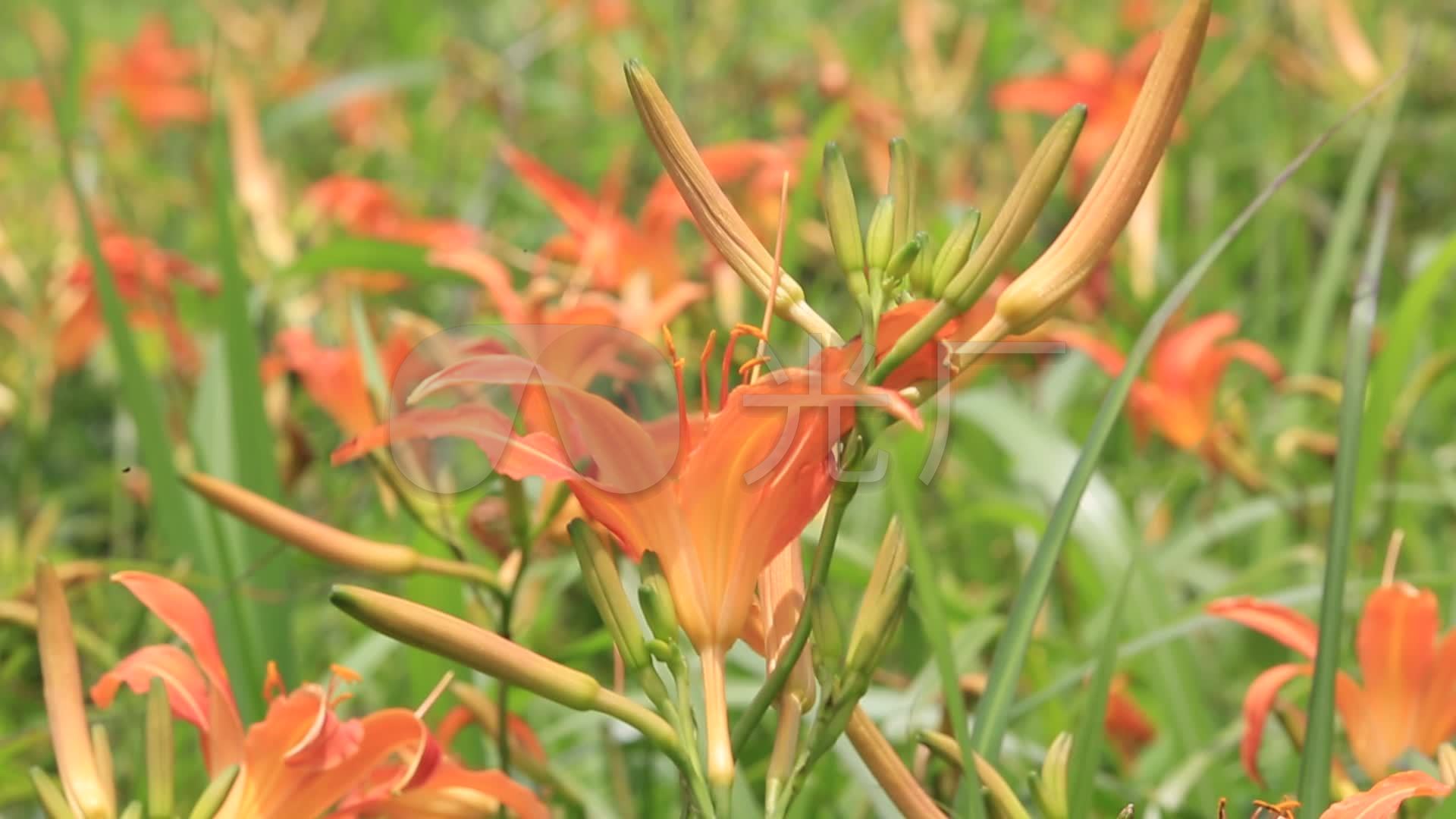 高山野生黄花菜忘忧草特写素材