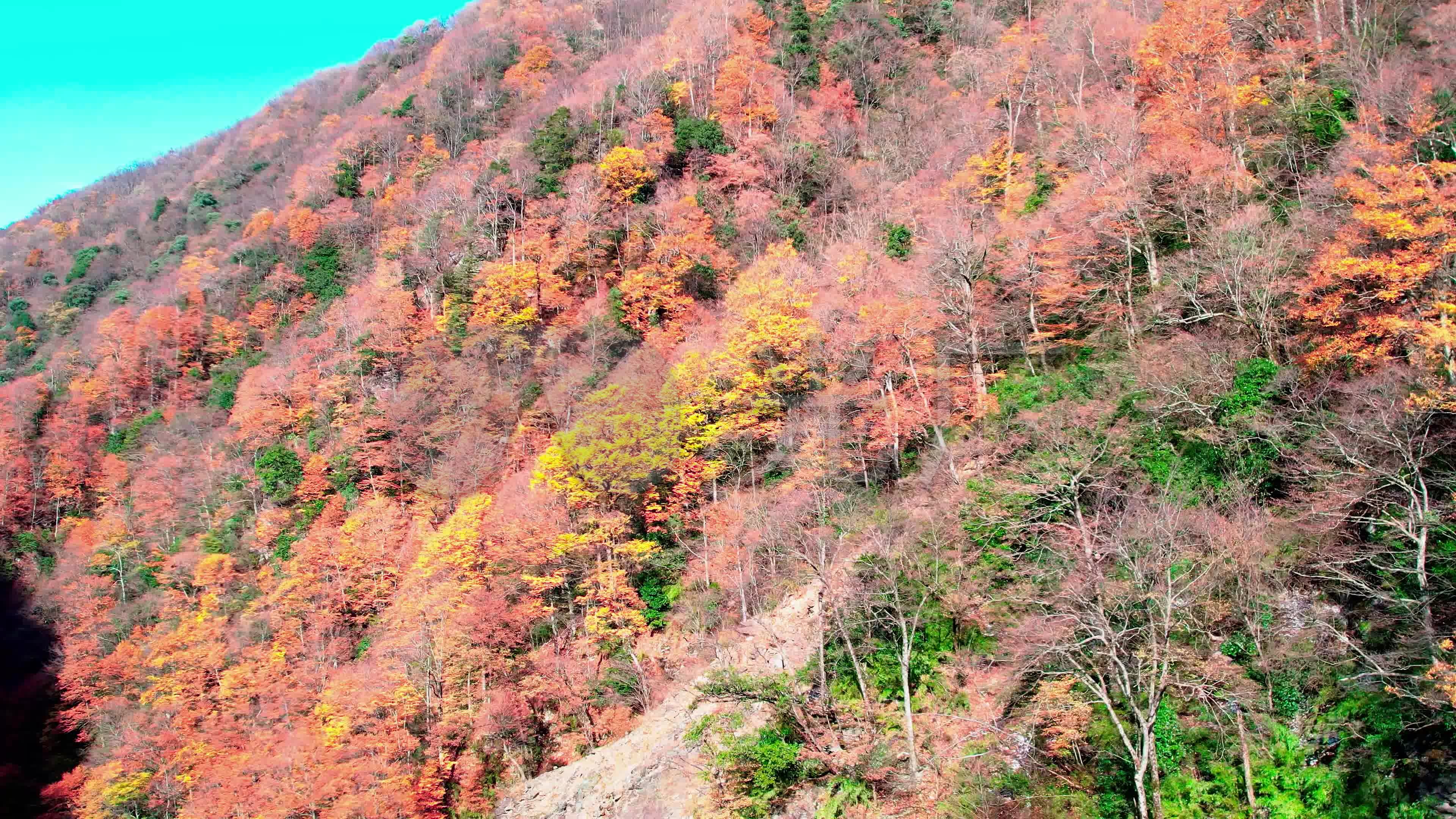 航拍神农架红叶,航拍大山红叶