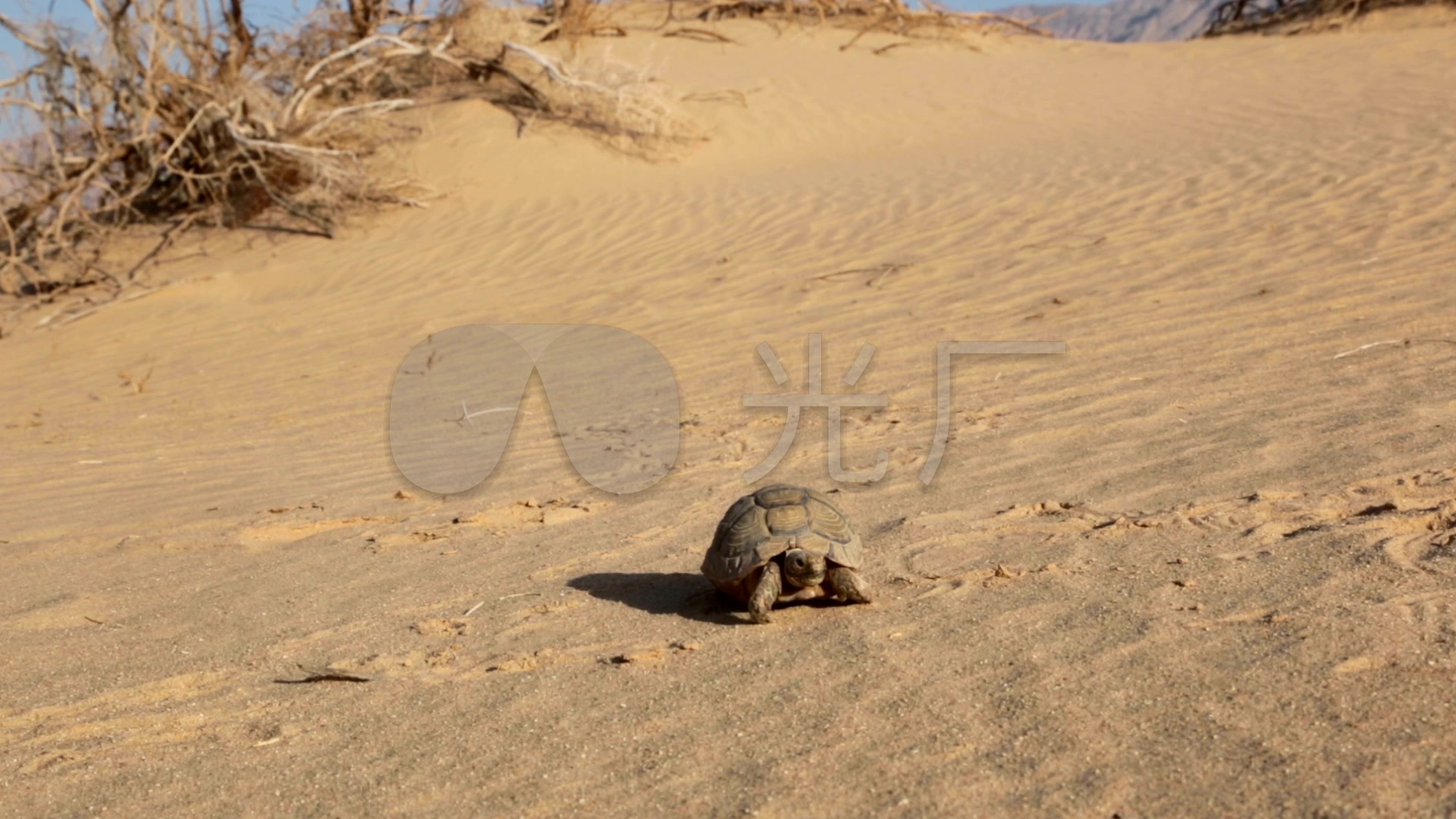 在沙滩上行走的埃及乌龟
