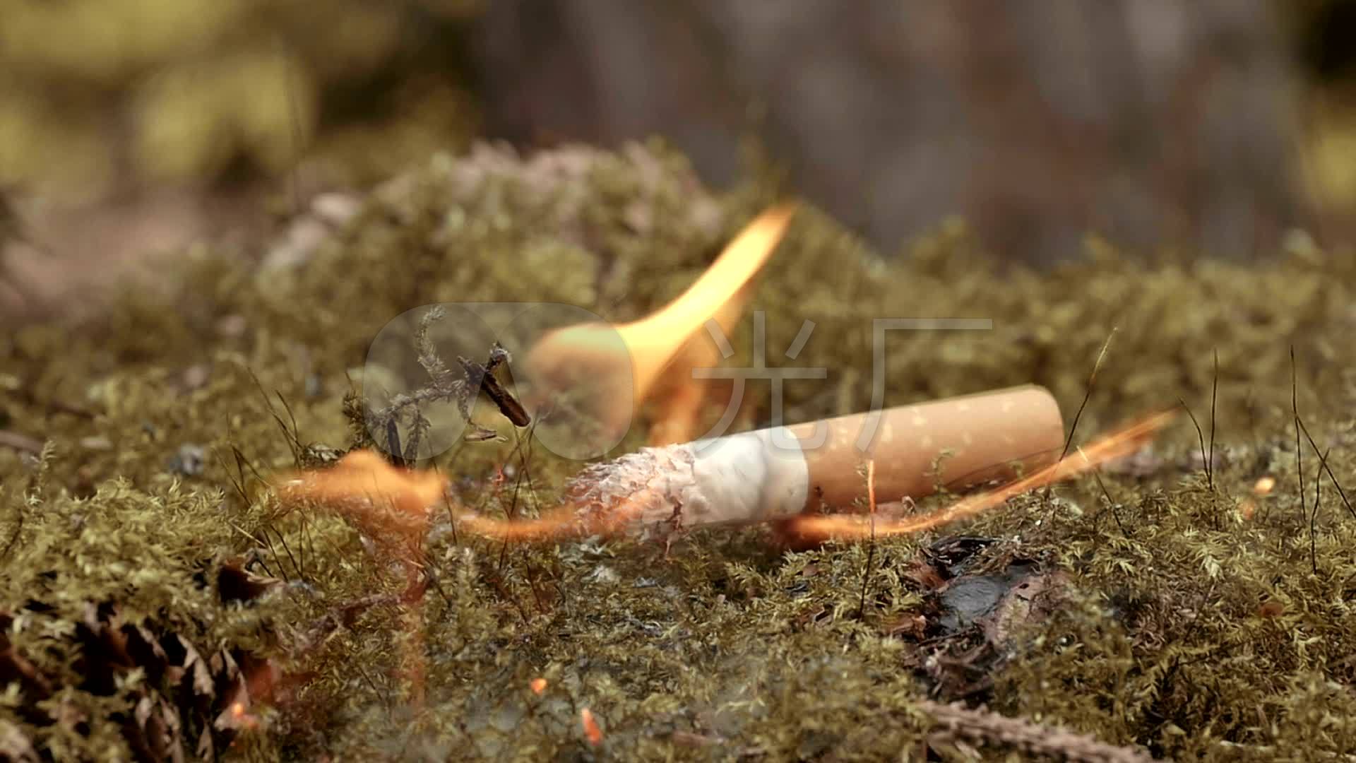 烟头在干苔藓中燃烧
