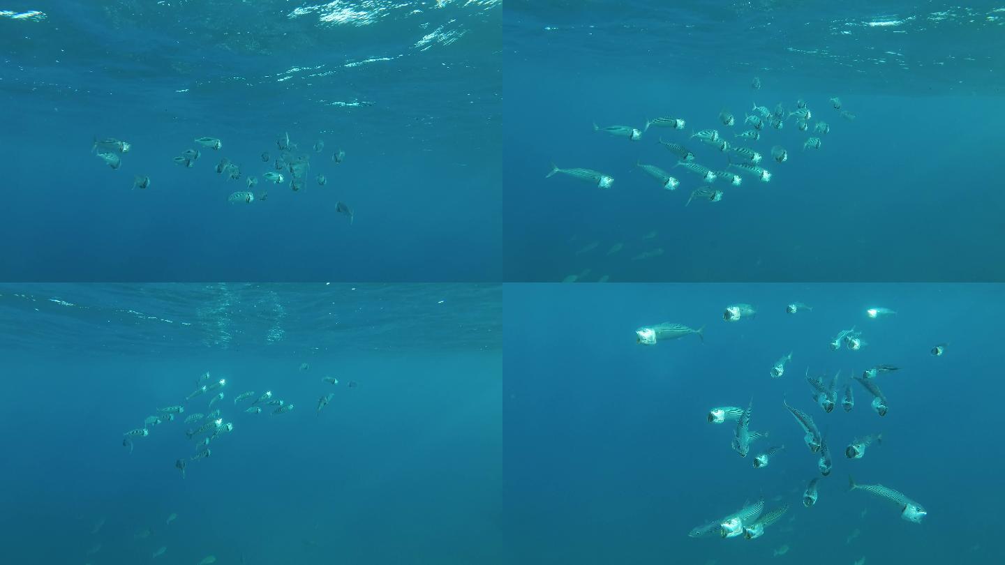 一群鲭鱼在蓝色的海水中游泳