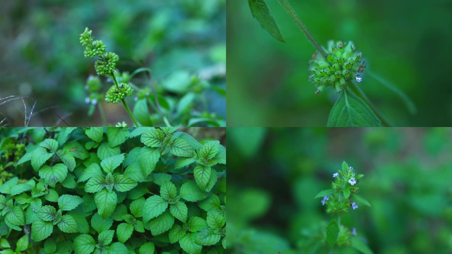 细风轮菜 生境 植株 淡蓝色花 叶 茎