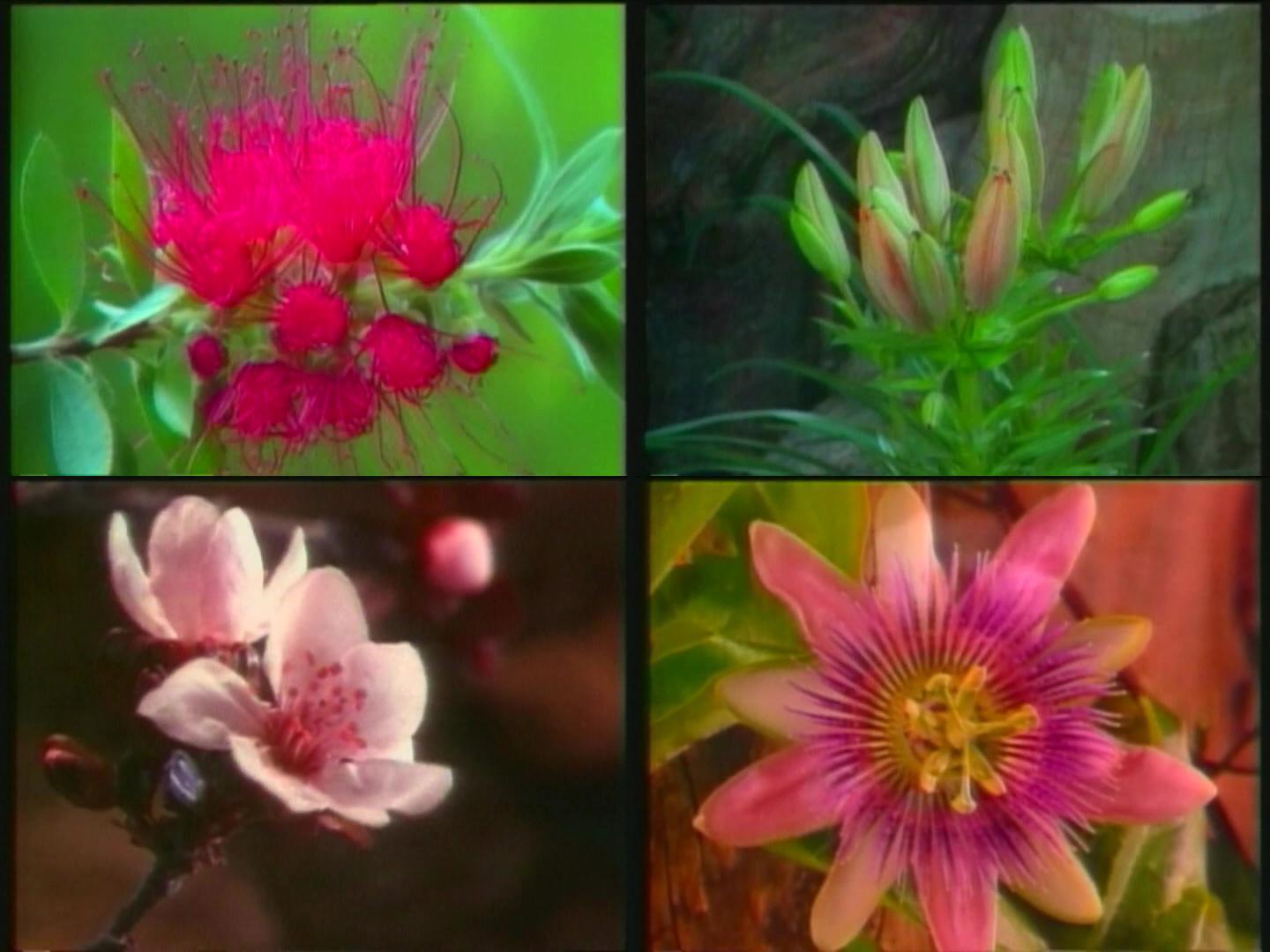 百花争开