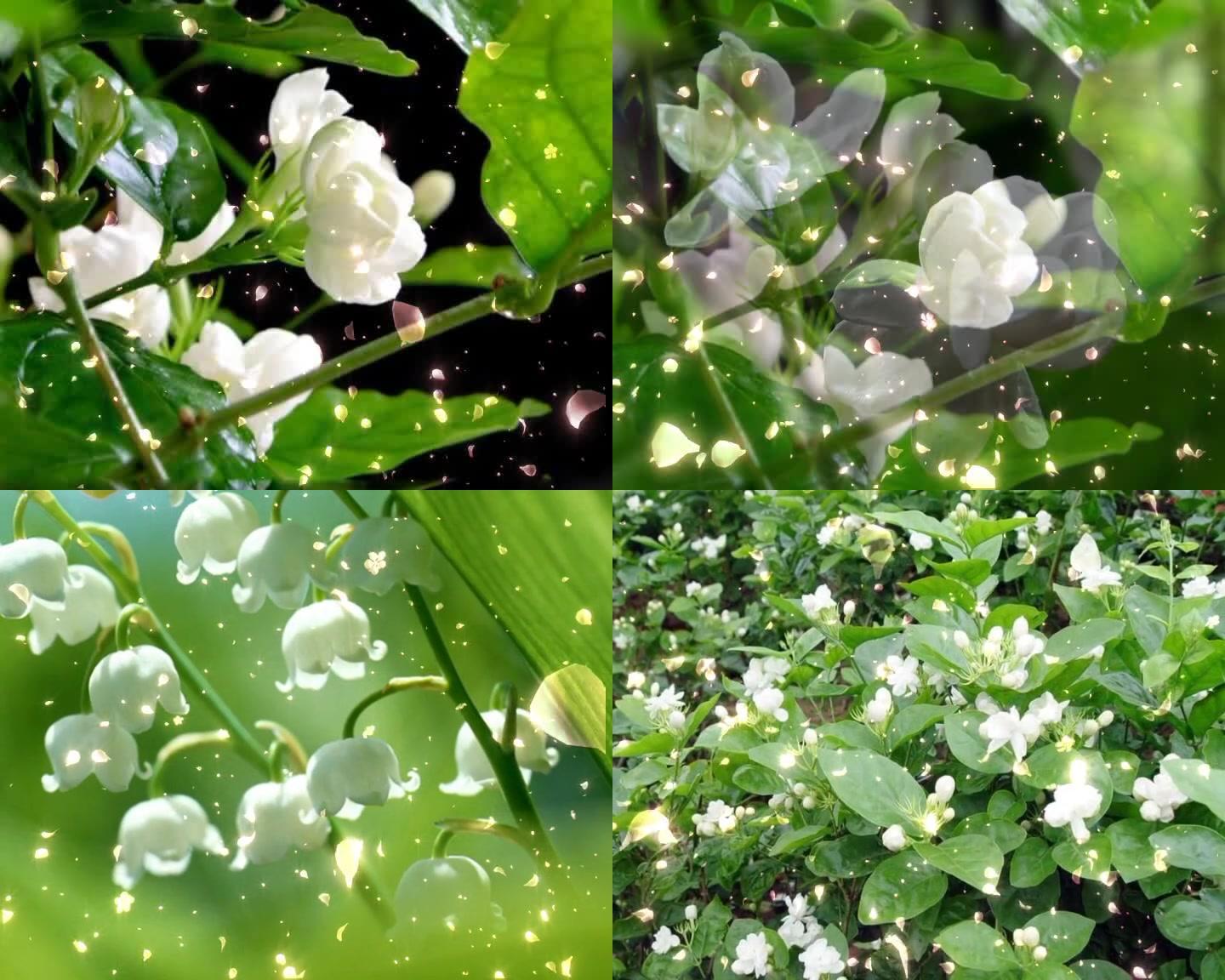 茉莉花