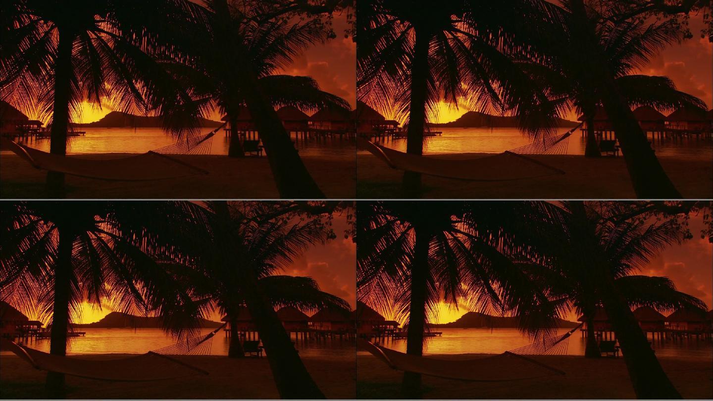 夕阳下的椰树