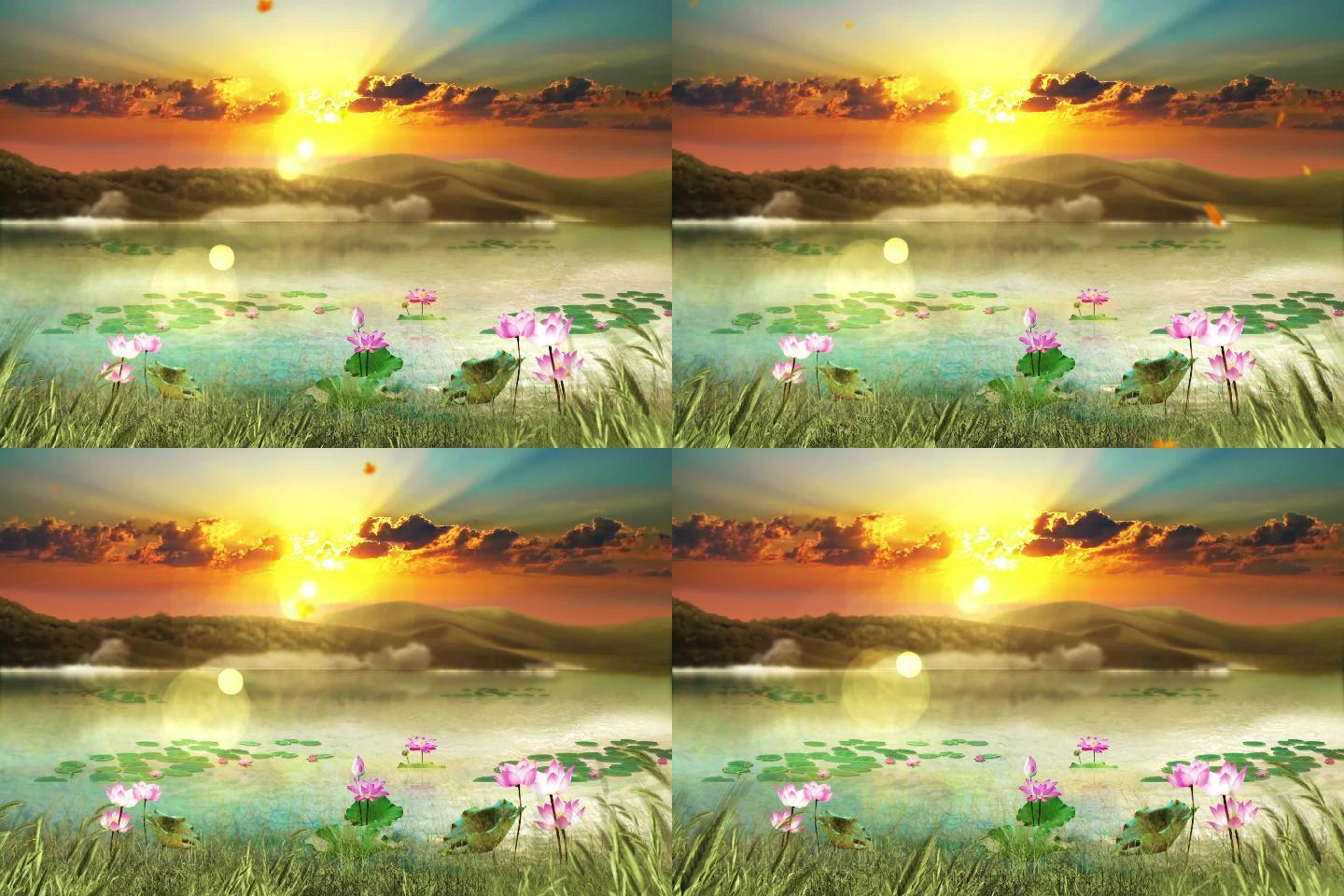 荷塘芦苇夕阳