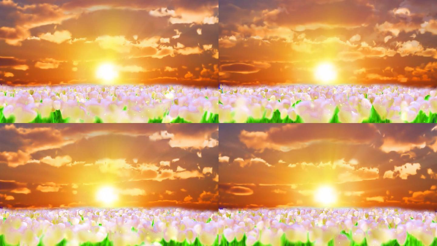 夕阳下花朵