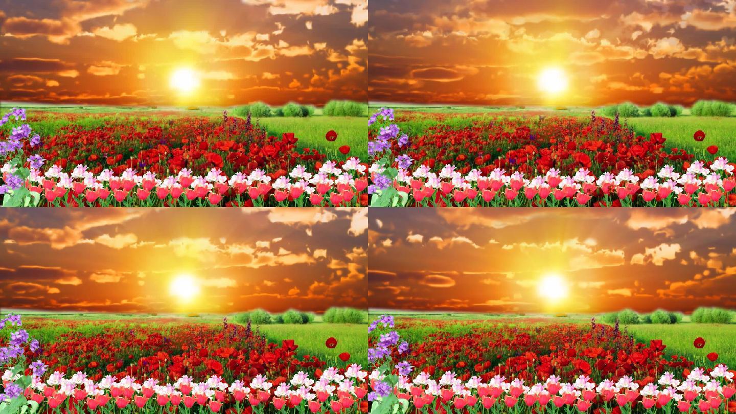 夕阳鲜花美景