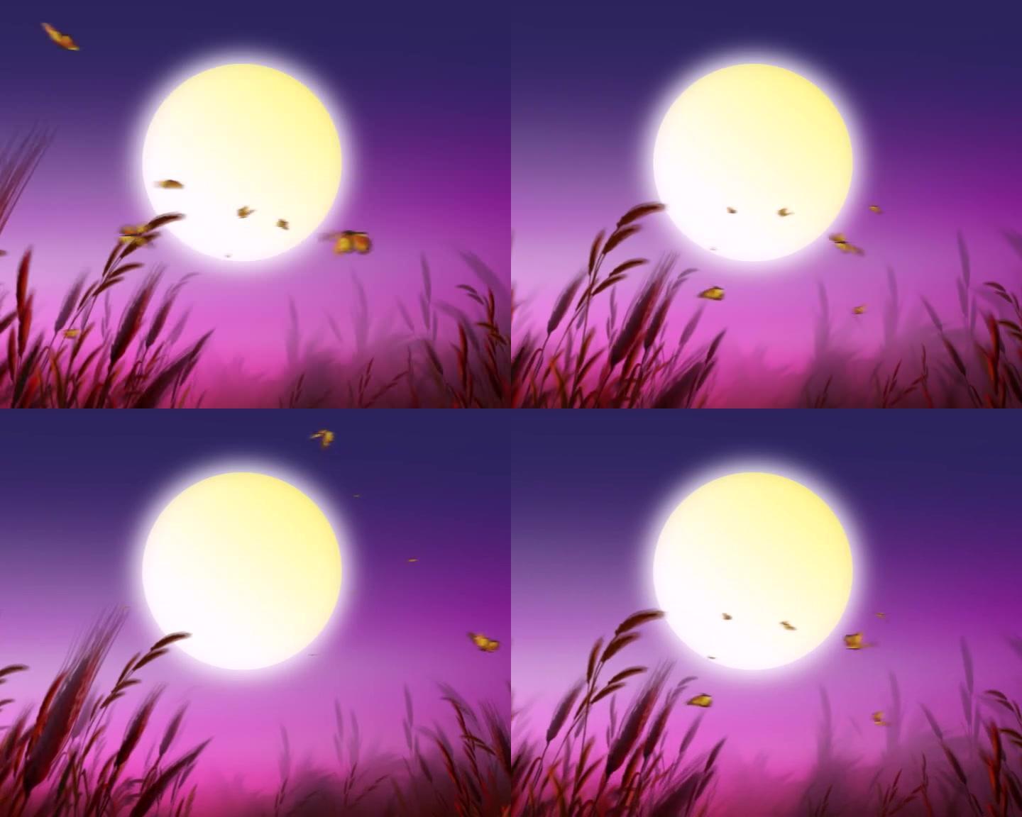 月亮蝴蝶