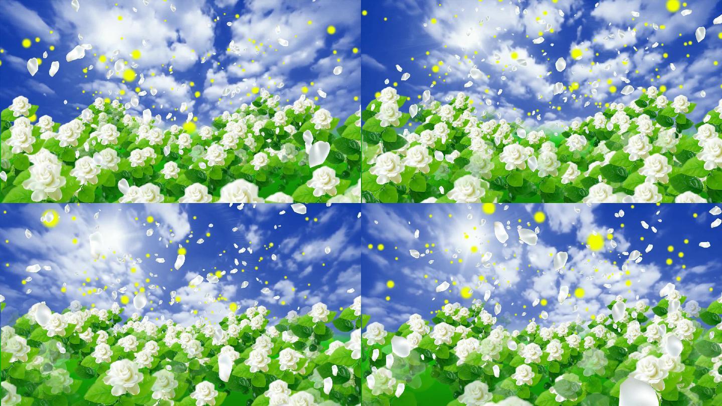 茉莉花