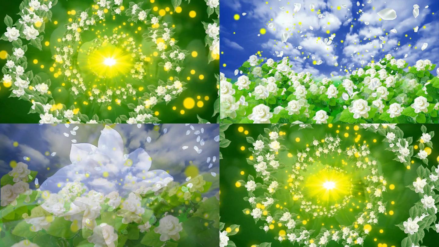 雨中花歌曲背景视频