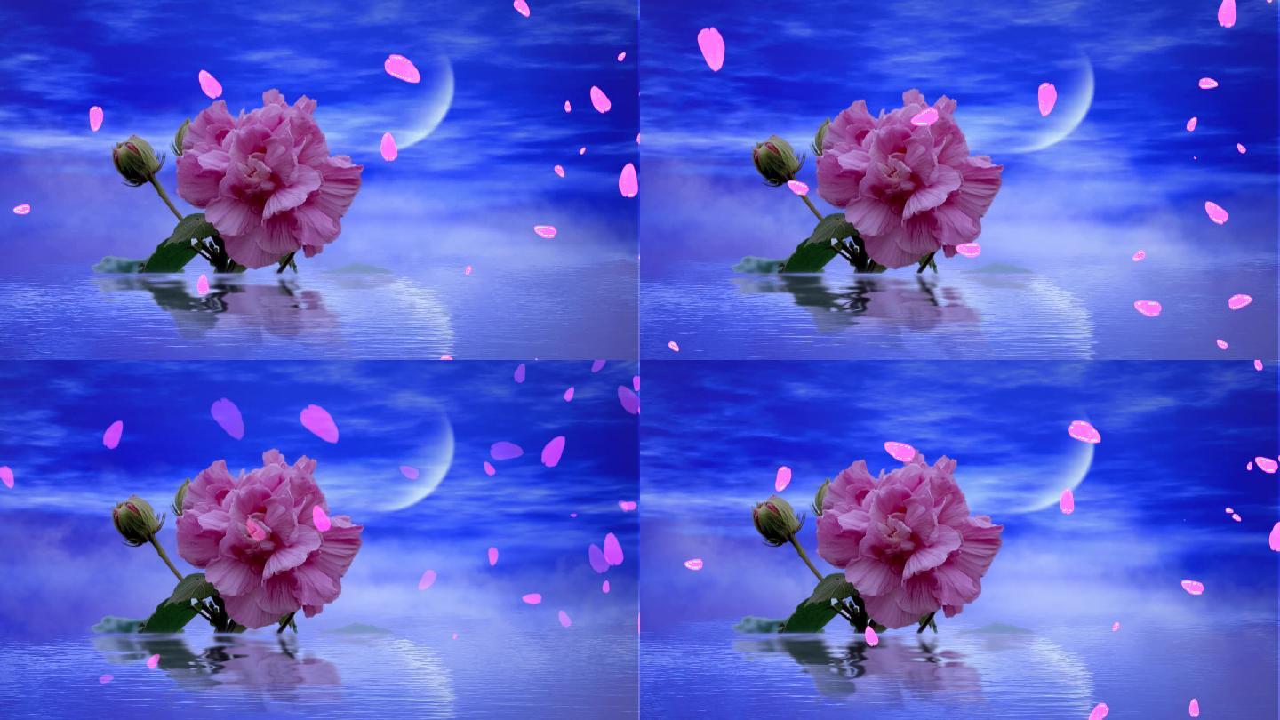 唯美芙蓉花