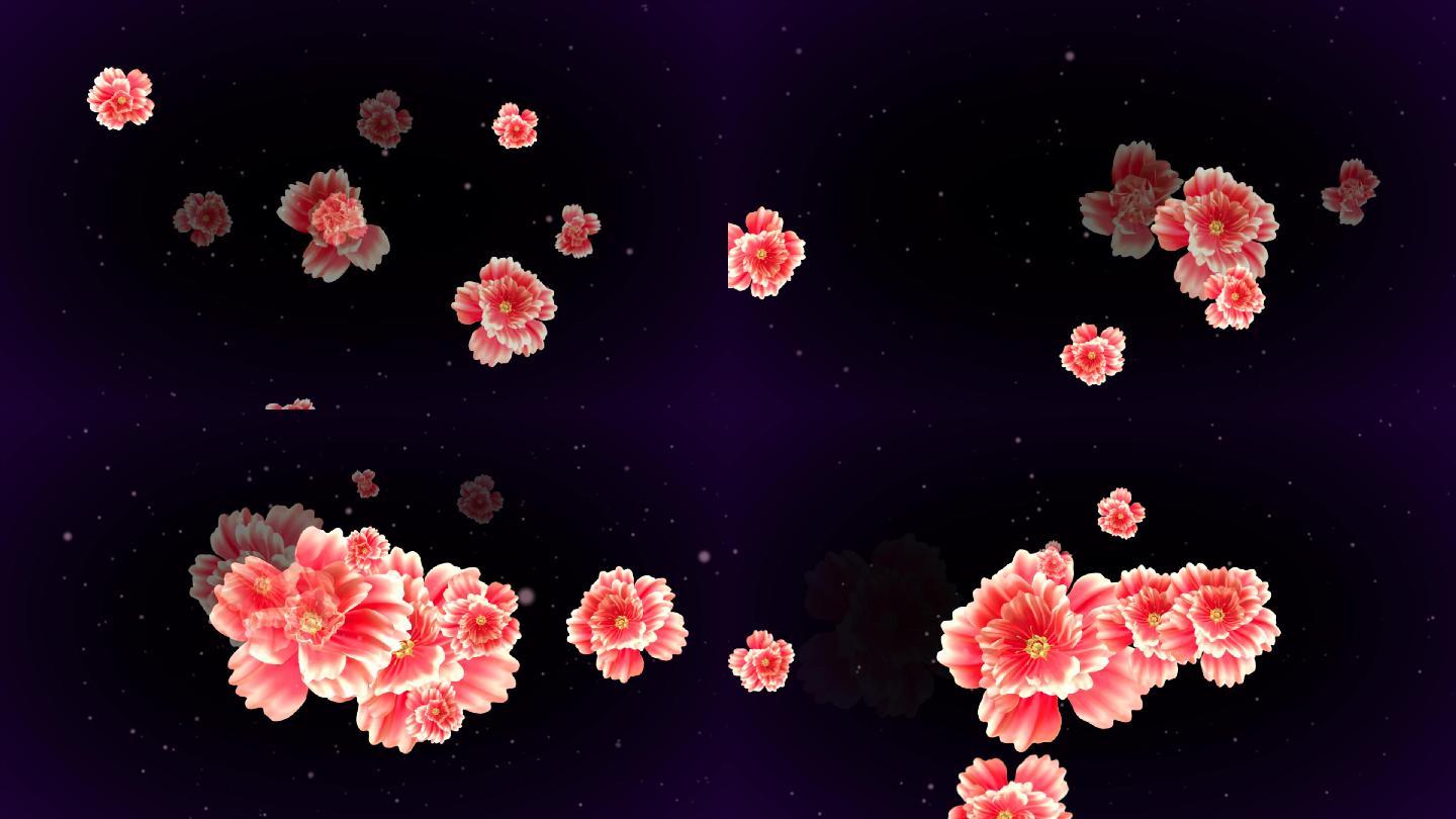 牡丹花开高清
