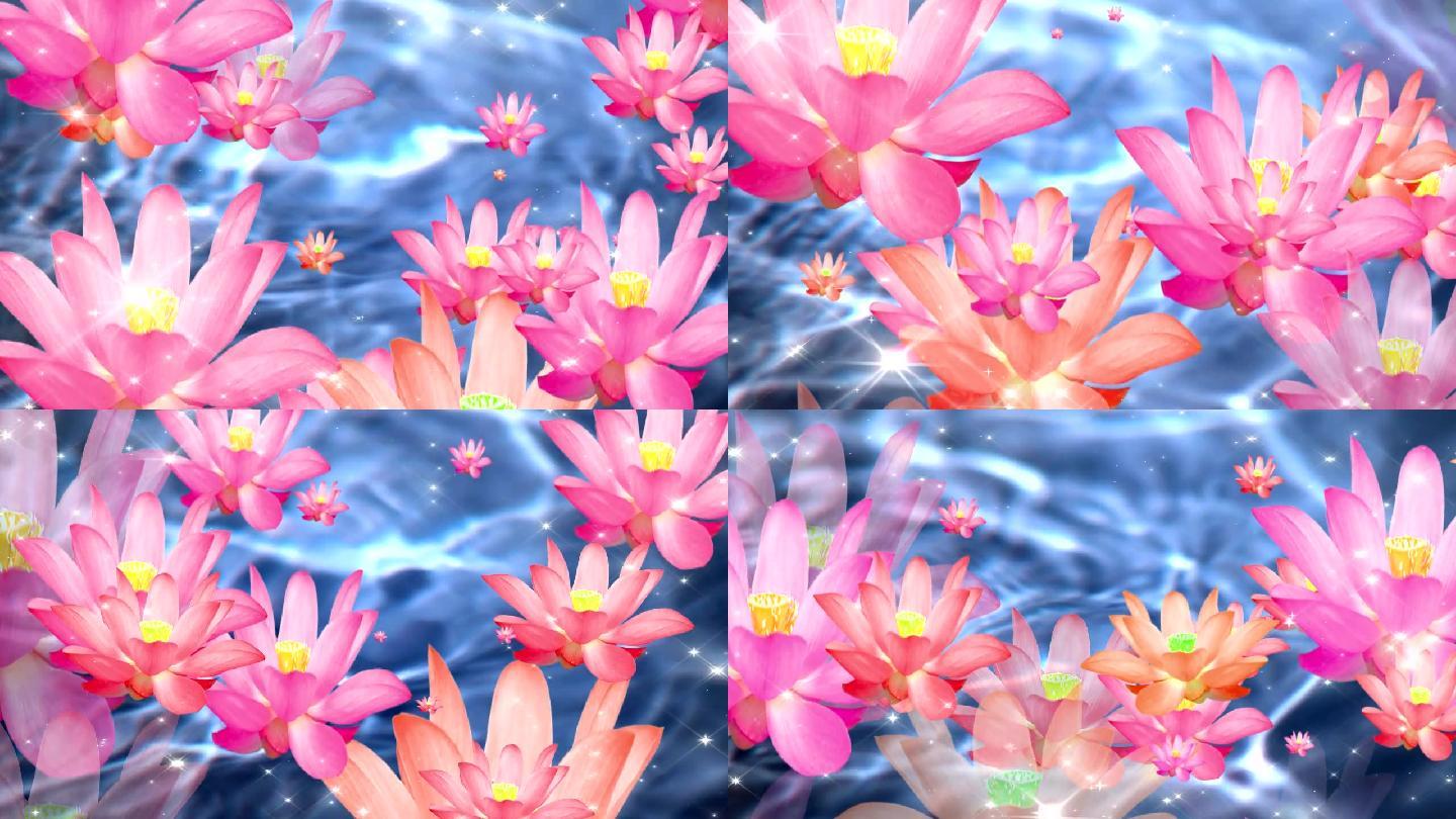 漂亮的荷花视频荷塘月色(原创)