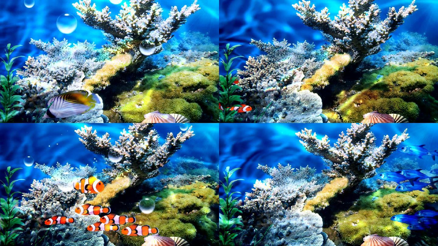 珊瑚礁鱼群美丽的鱼视频