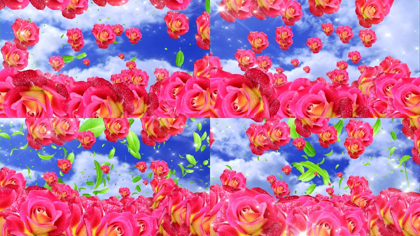 (-玫瑰花开花海视频高清视频背景