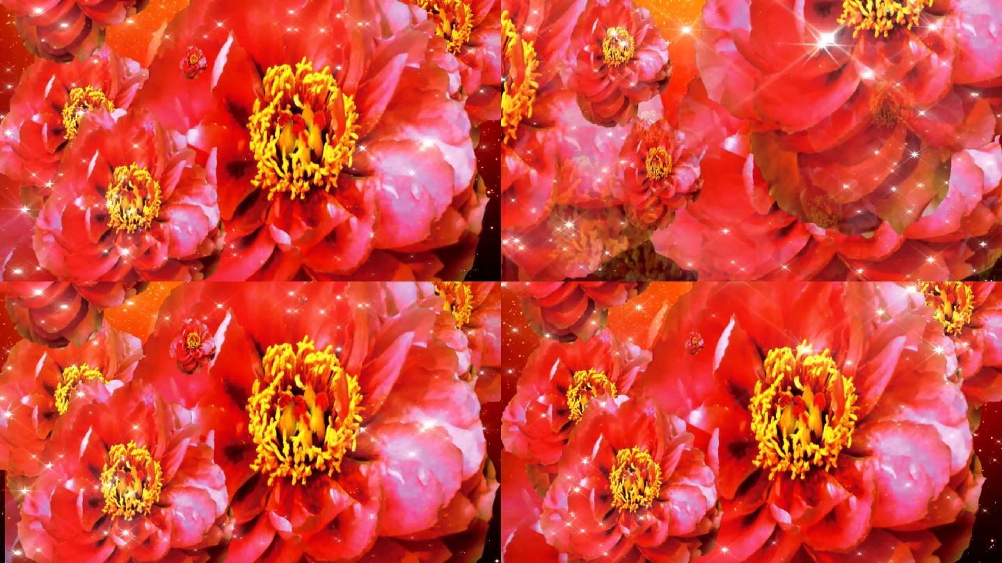红牡丹花海视频LED高清视频背景